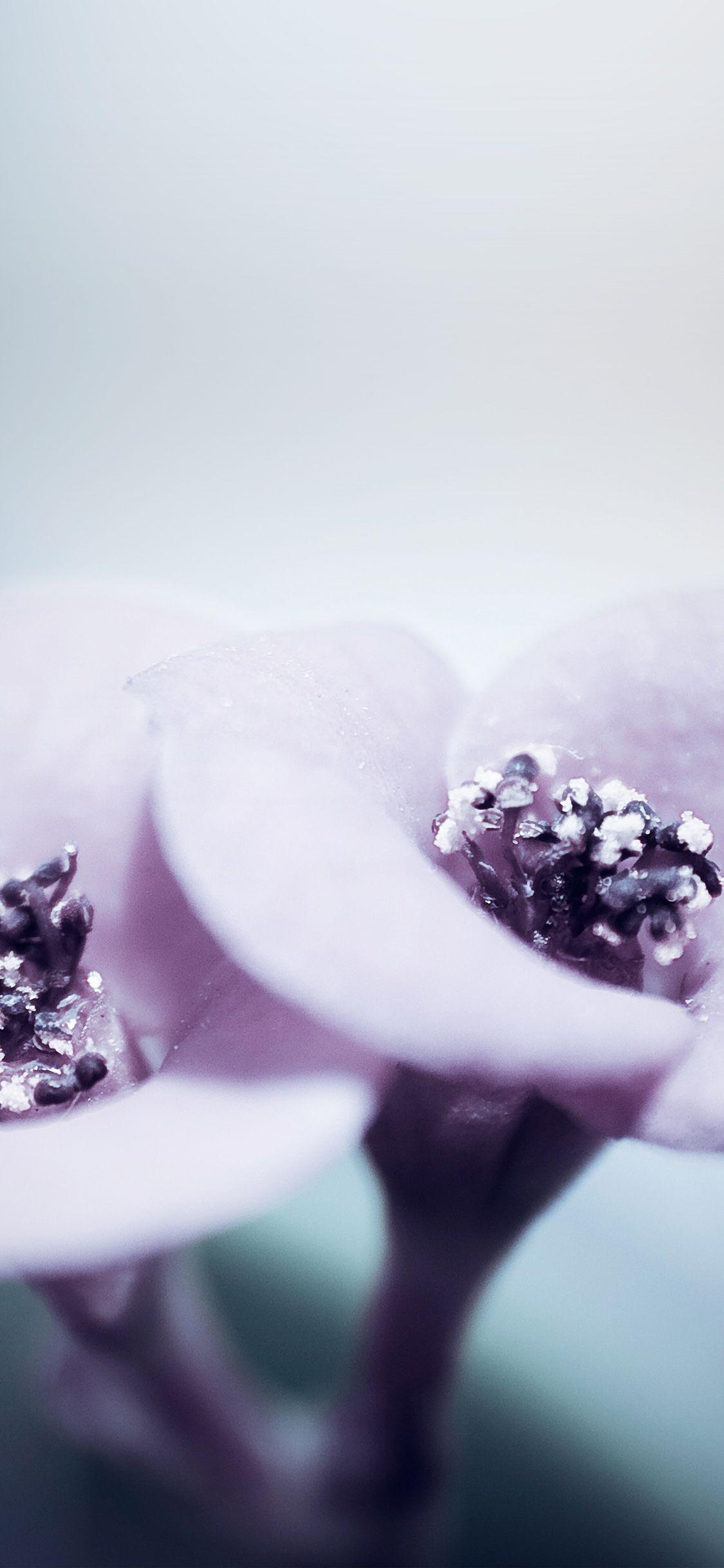 1125x2436 iPhone X wallpaper. flower blue purple beautiful rain nature