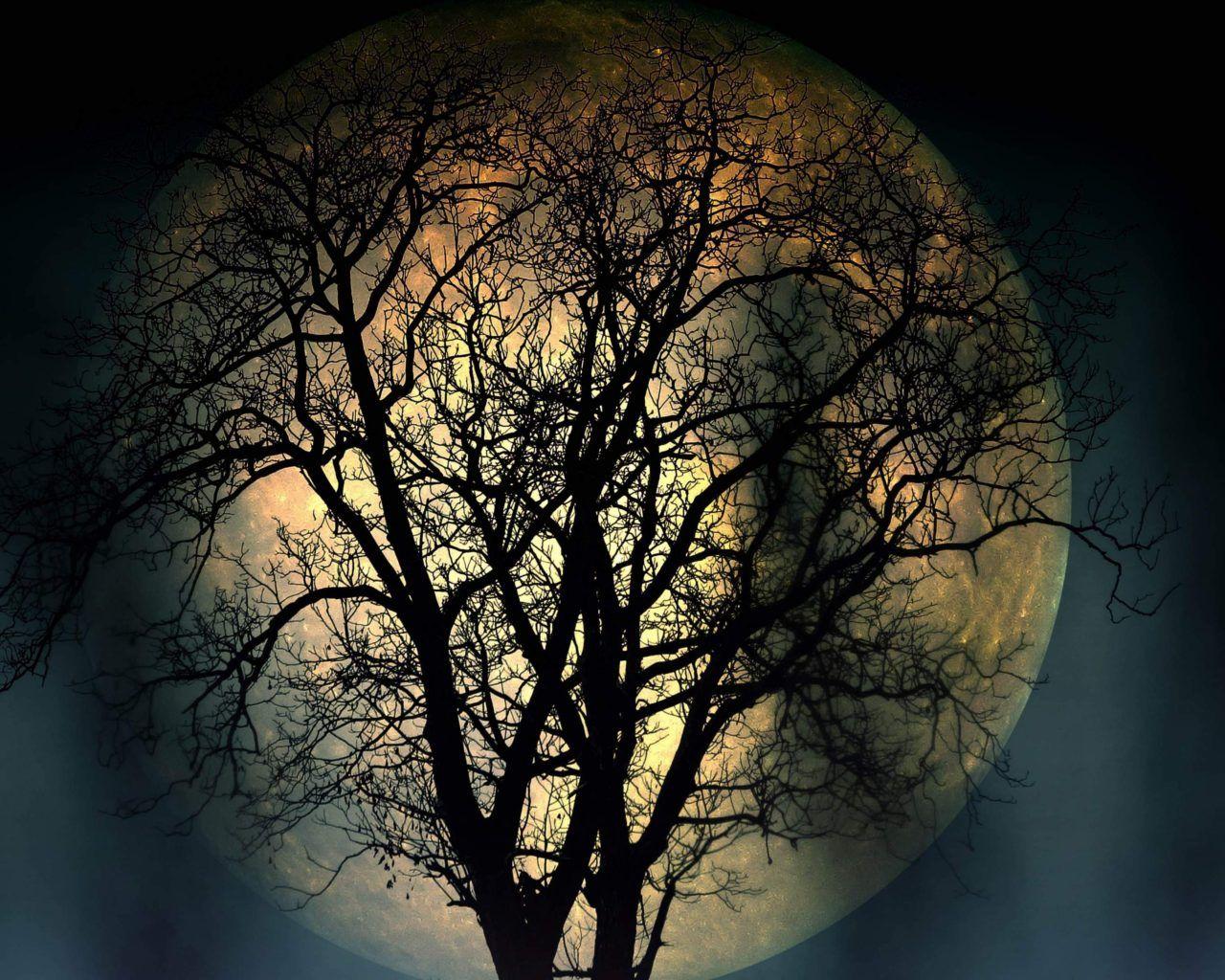 1280x1024 Full Moon Lonely Tree In The Night 4k Resolution Dark Wallpaper High Quality 3840x2160 :