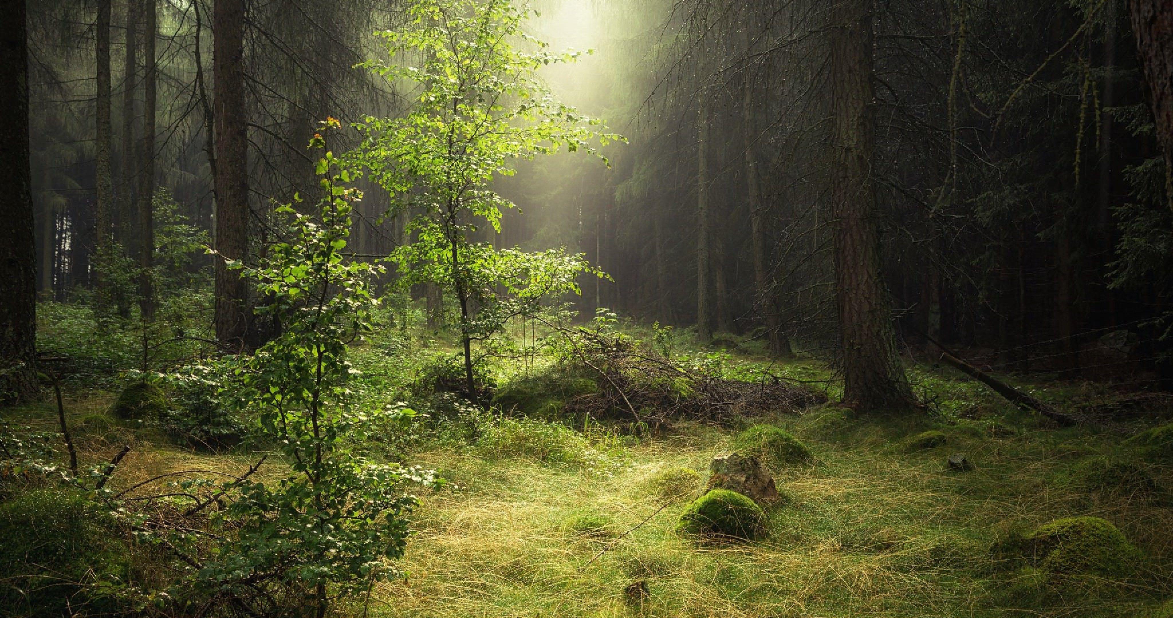 4k Ultra High Resolution Forest Wallpapers Top Free 4k Ultra High