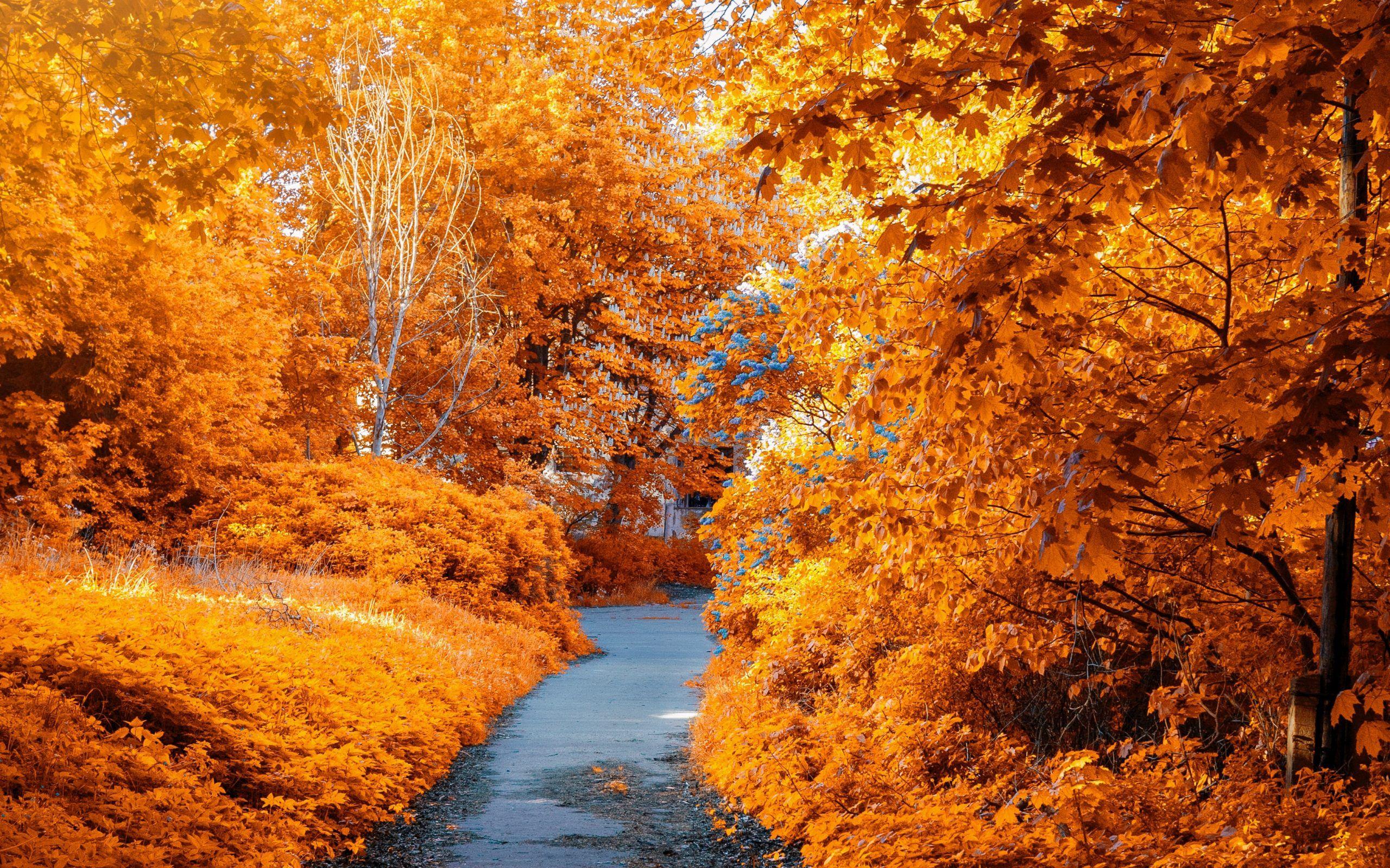 Orange Nature Wallpapers Top Free Orange Nature Backgrounds WallpaperAccess