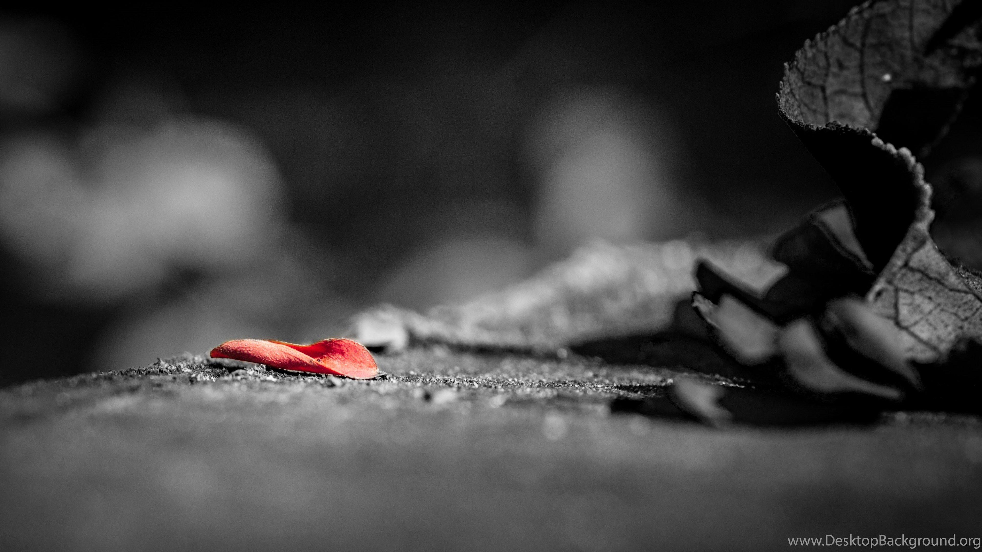 3840x2160 High Resolution Wallpaper, Red Petal On Black Road, Incredible. Desktop Background