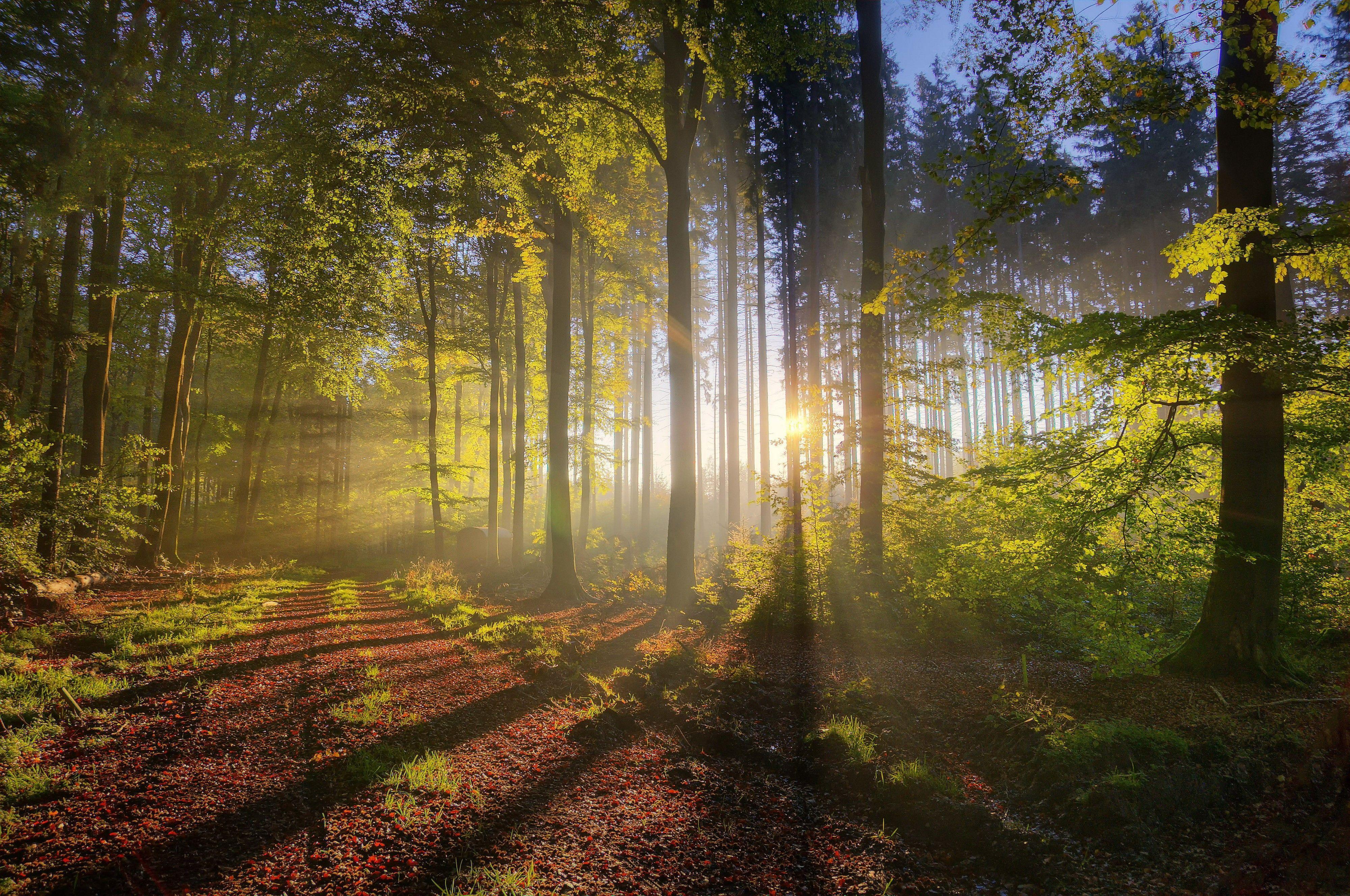 4000x2656 trees, Forest Wallpaper HD / Desktop and Mobile Background