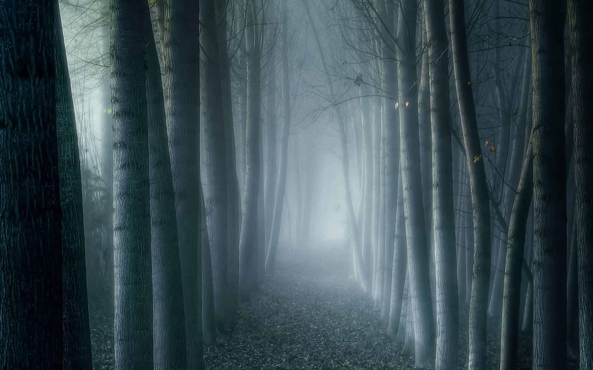 1920x1200 Foggy Forest Widescreen Wallpaper