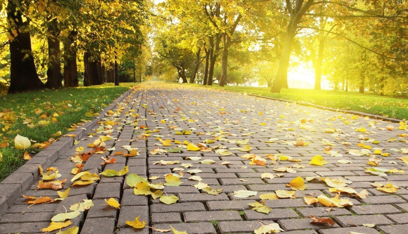 1336x768 Yellow Leaves In Park Laptop HD HD 4k Wallpaper, Image, Background, Photo and Picture