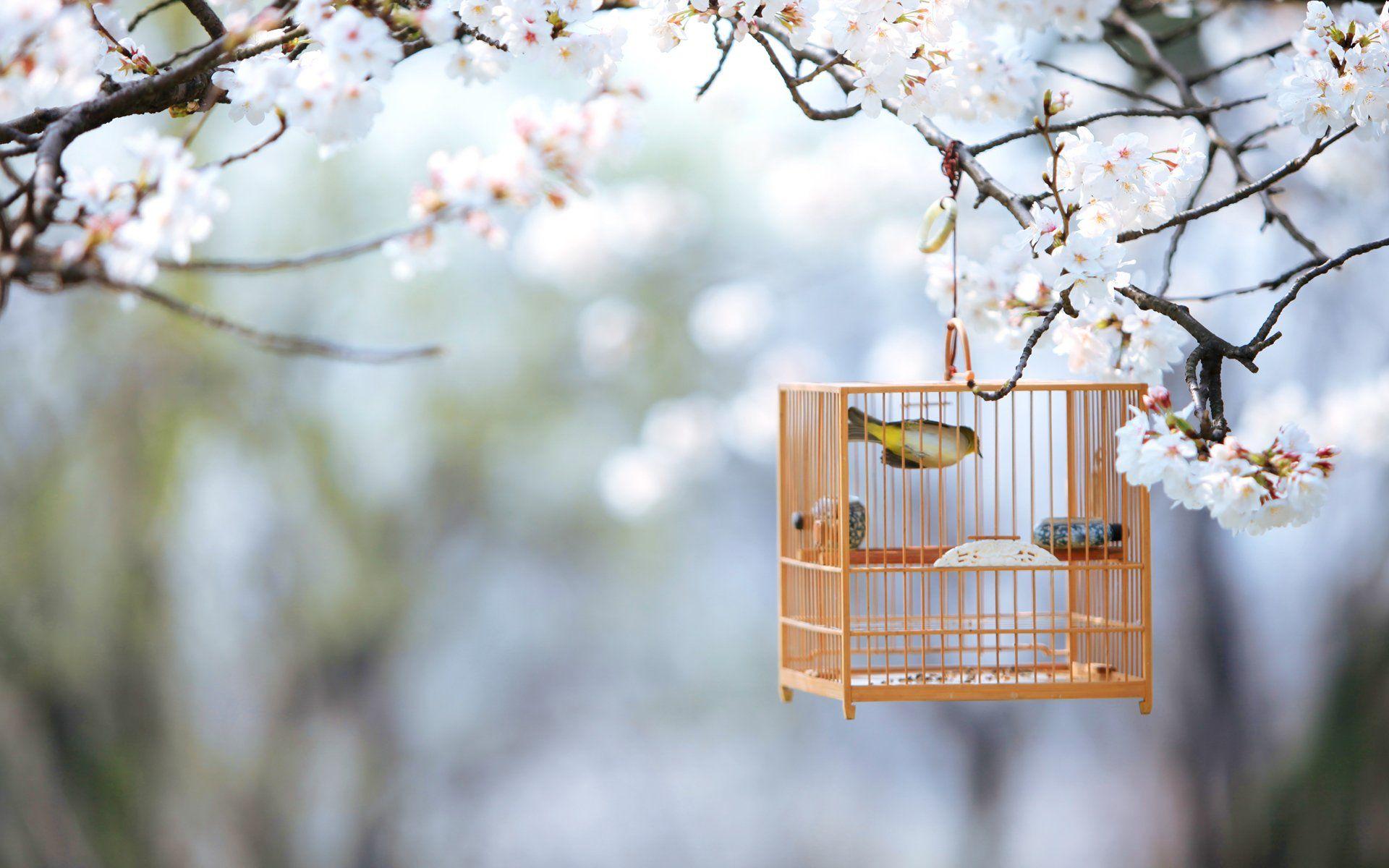 1920x1200 cute, Bird, Cage, Nature, Spring, Tree, Branch Wallpaper HD / Desktop and Mobile Background