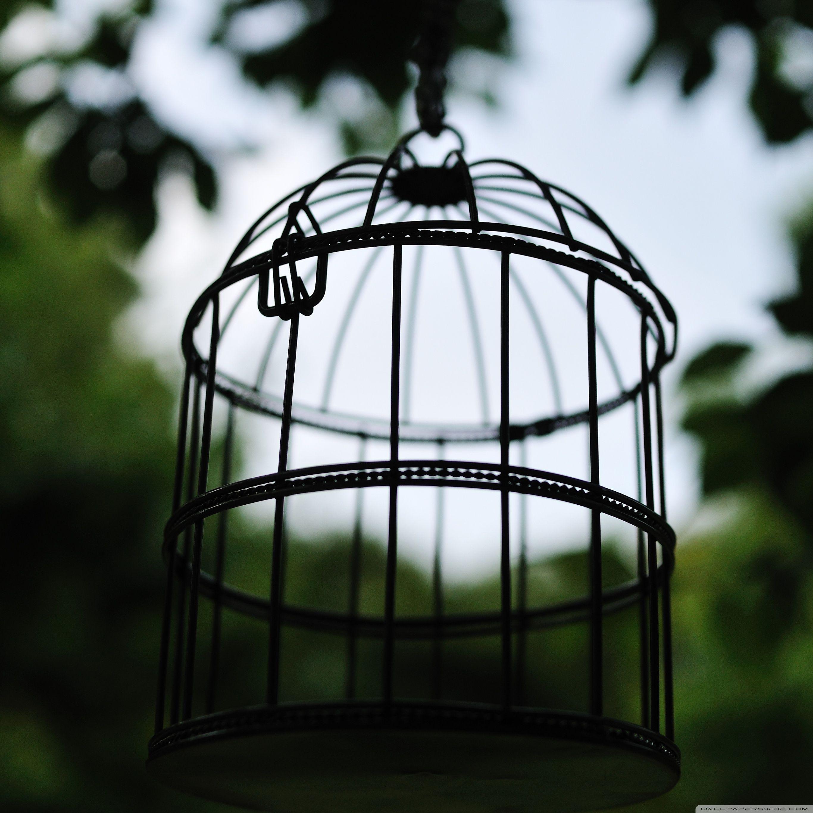 2732x2732 Bird Cage Ultra HD Desktop Background Wallpaper for 4K UHD TV : Widescreen & UltraWide Desktop & Laptop : Tablet