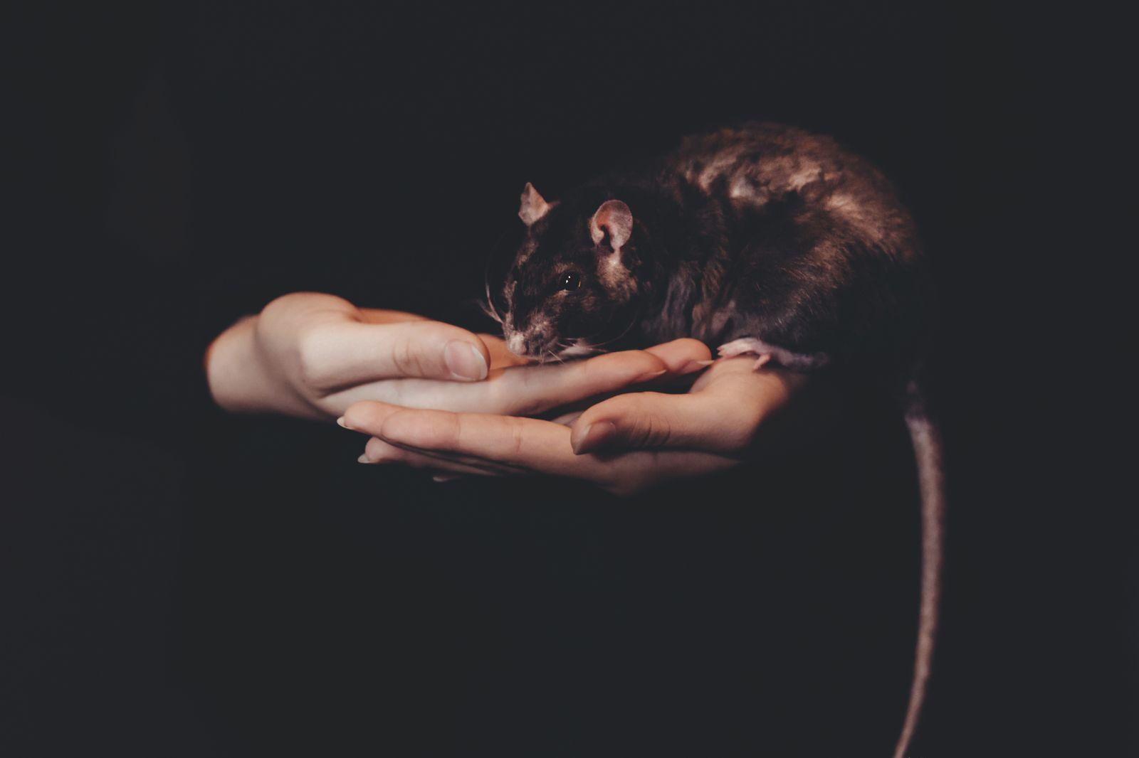 1600x1066 Pet Royalty Free Image Dark Hands Wallpaper.com. Best High Quality Wallpaper