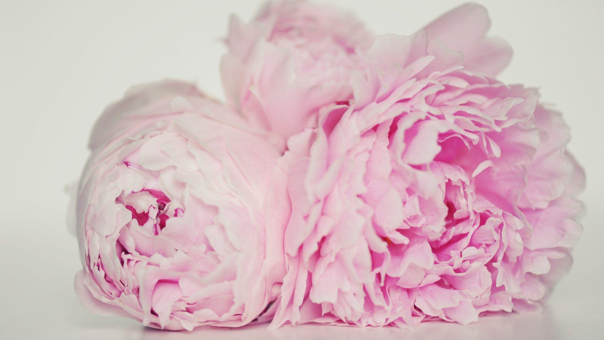 1920x1080 Innocent Tag wallpaper: Flowers Nature Graceful Colors Forever
