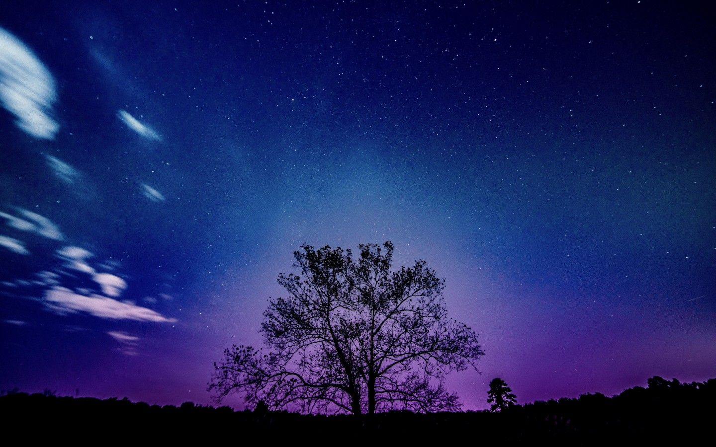 1440x900 Wallpaper Sunset, Tree, Silhouette, Purple sky, 5K, Nature,. Wallpaper for iPhone, Android, Mobile and Desktop