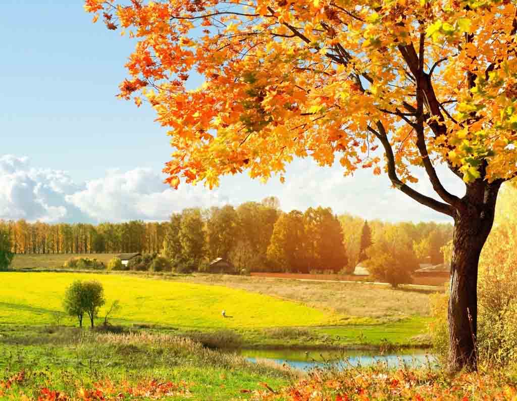 1024x794 Free Fall Wallpaper For Computers