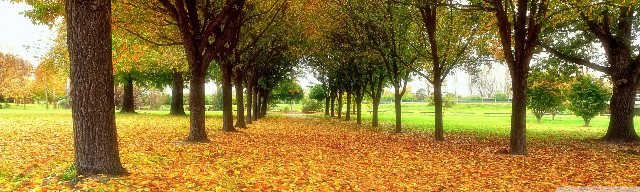 2560x768 Road Covered With Autumn Leaves Ultra HD Desktop Background Wallpaper for 4K UHD TV : Multi Display, Dual Monitor : Tablet