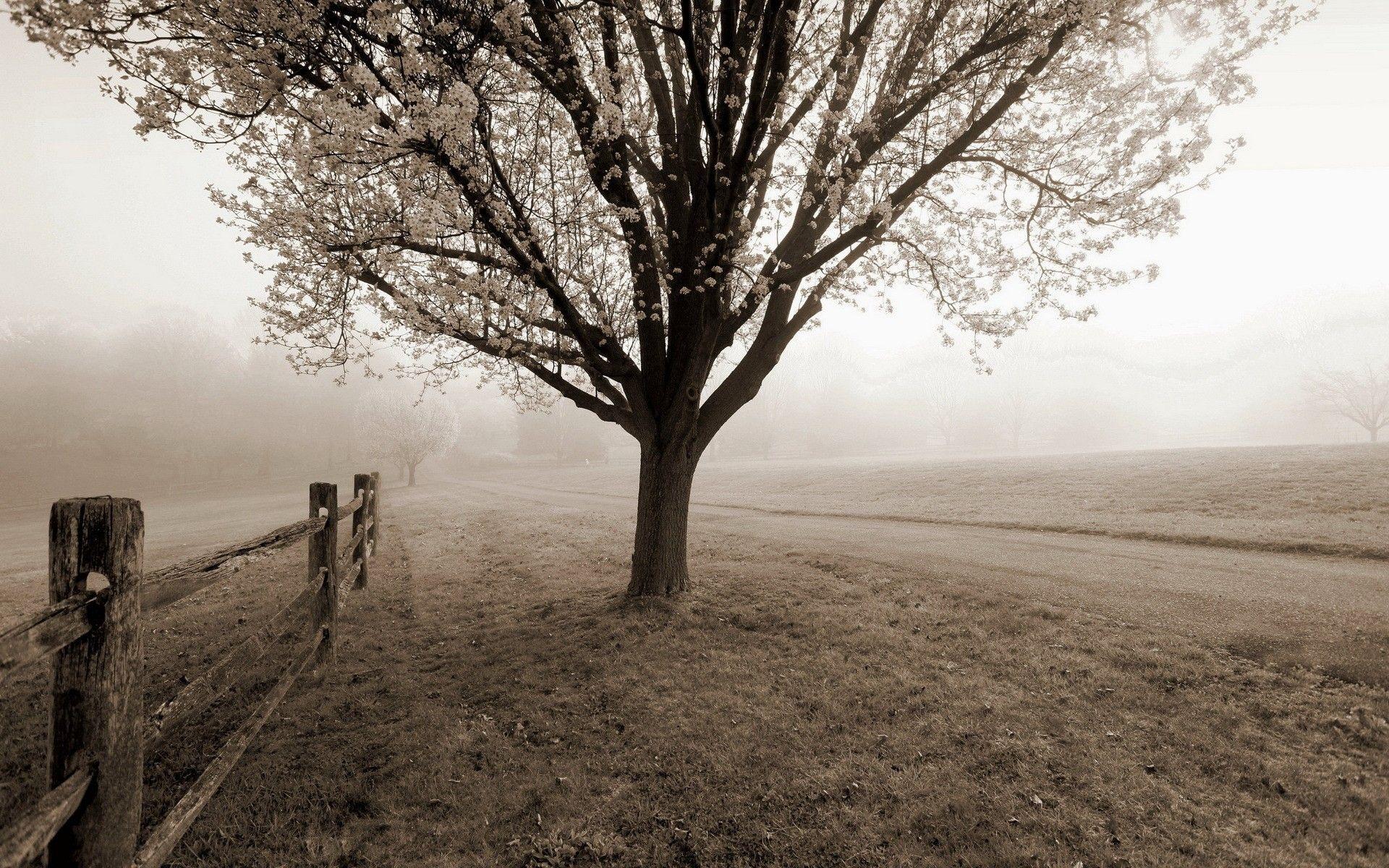 1920x1200 Black white sepia trees fog mist autumn fall fence roads path trail wallpaperx1200
