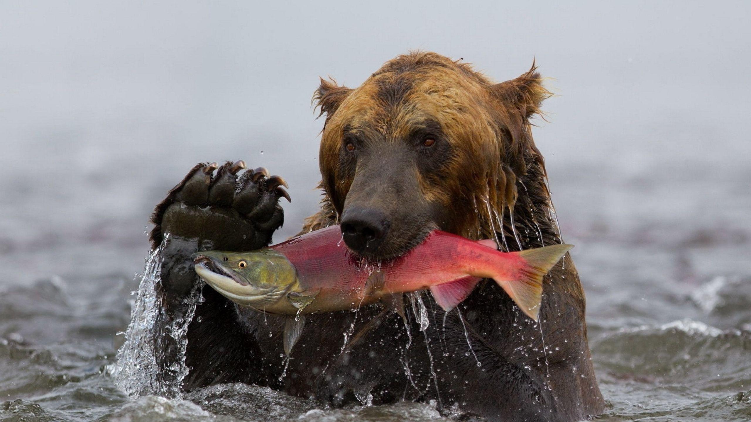 2560x1440 bear, fish, fishing 1440P Resolution Wallpaper, HD Animals 4K Wallpaper, Image, Photo and Background