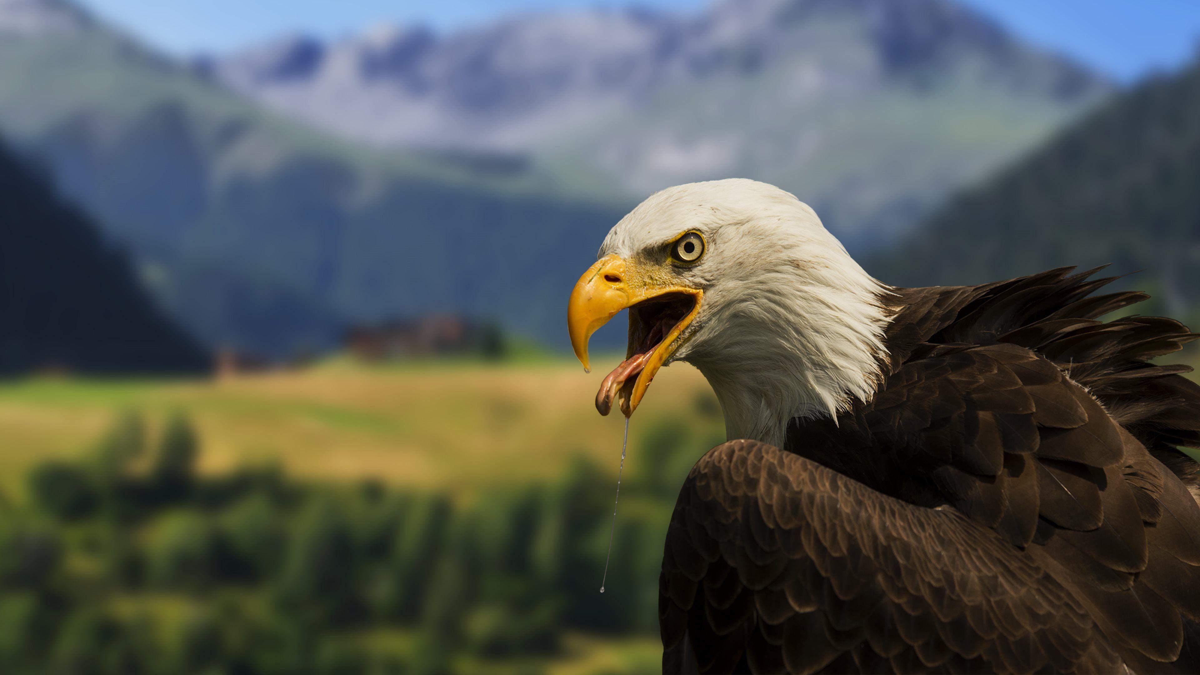 Bald Eagle 4k Ultra HD Wallpaper