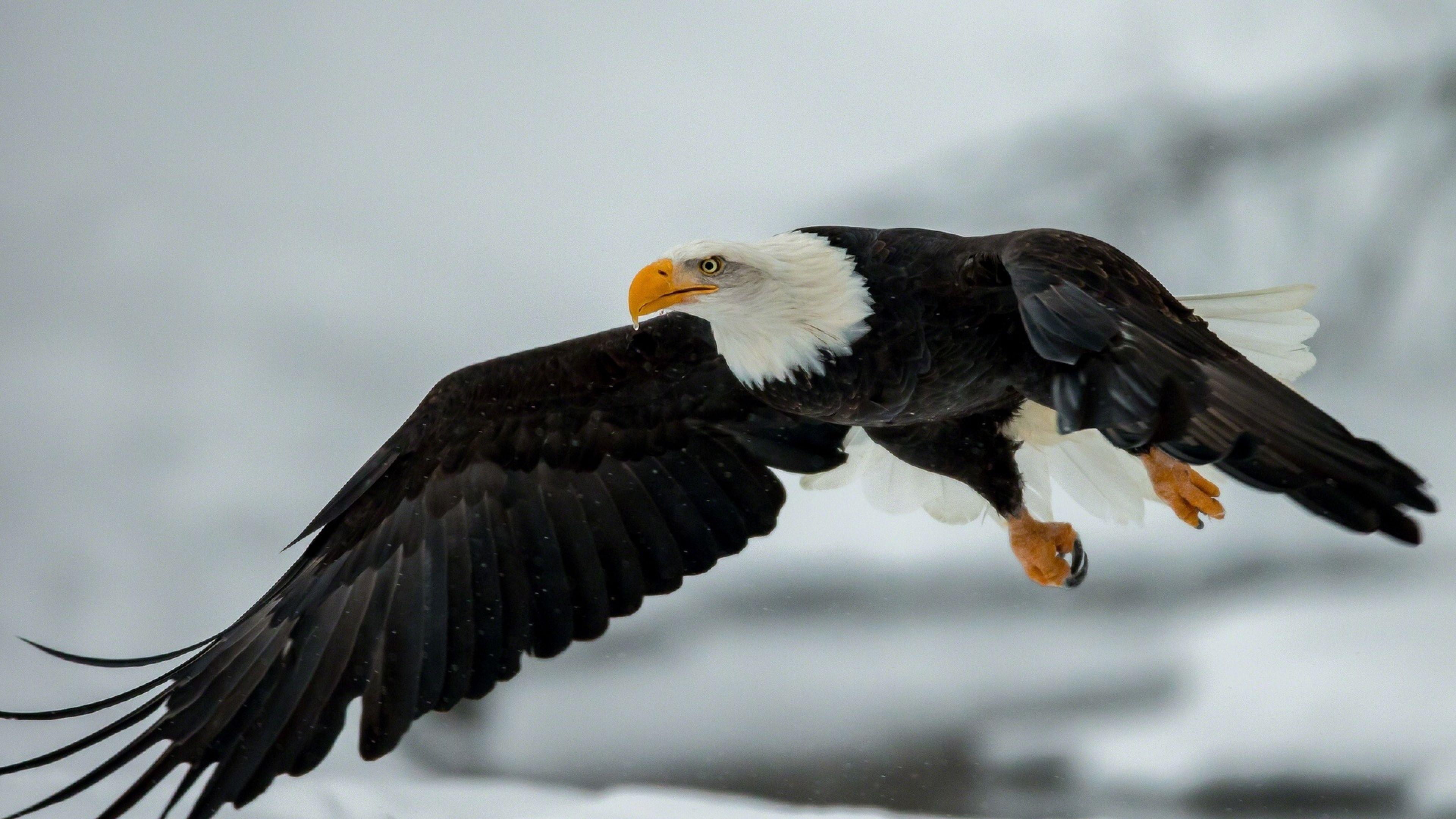 4K Eagle Wallpapers - Top Free 4K Eagle Backgrounds - WallpaperAccess