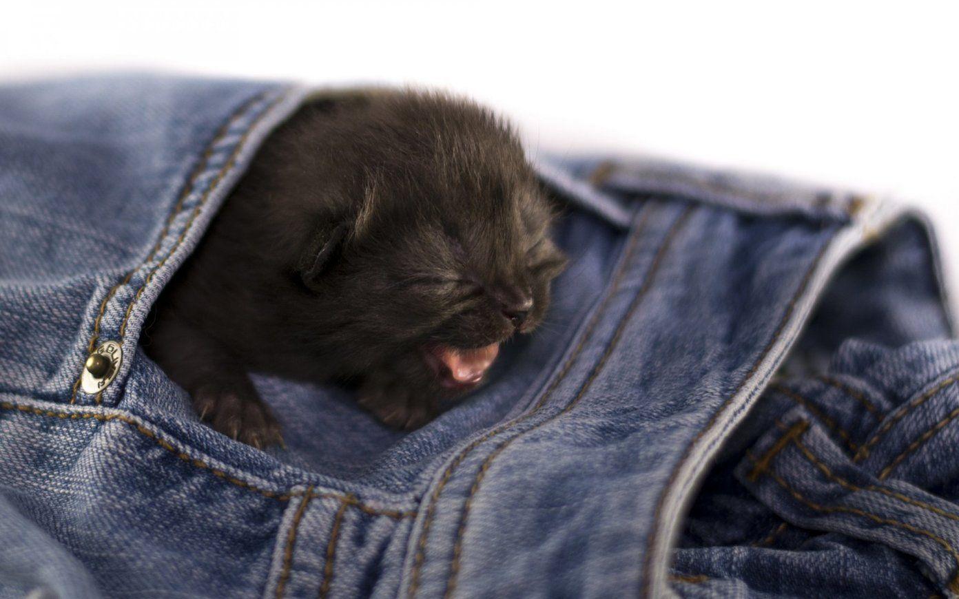 1392x870 HD Wallpaper of Cute Animals to Lighten Your Day
