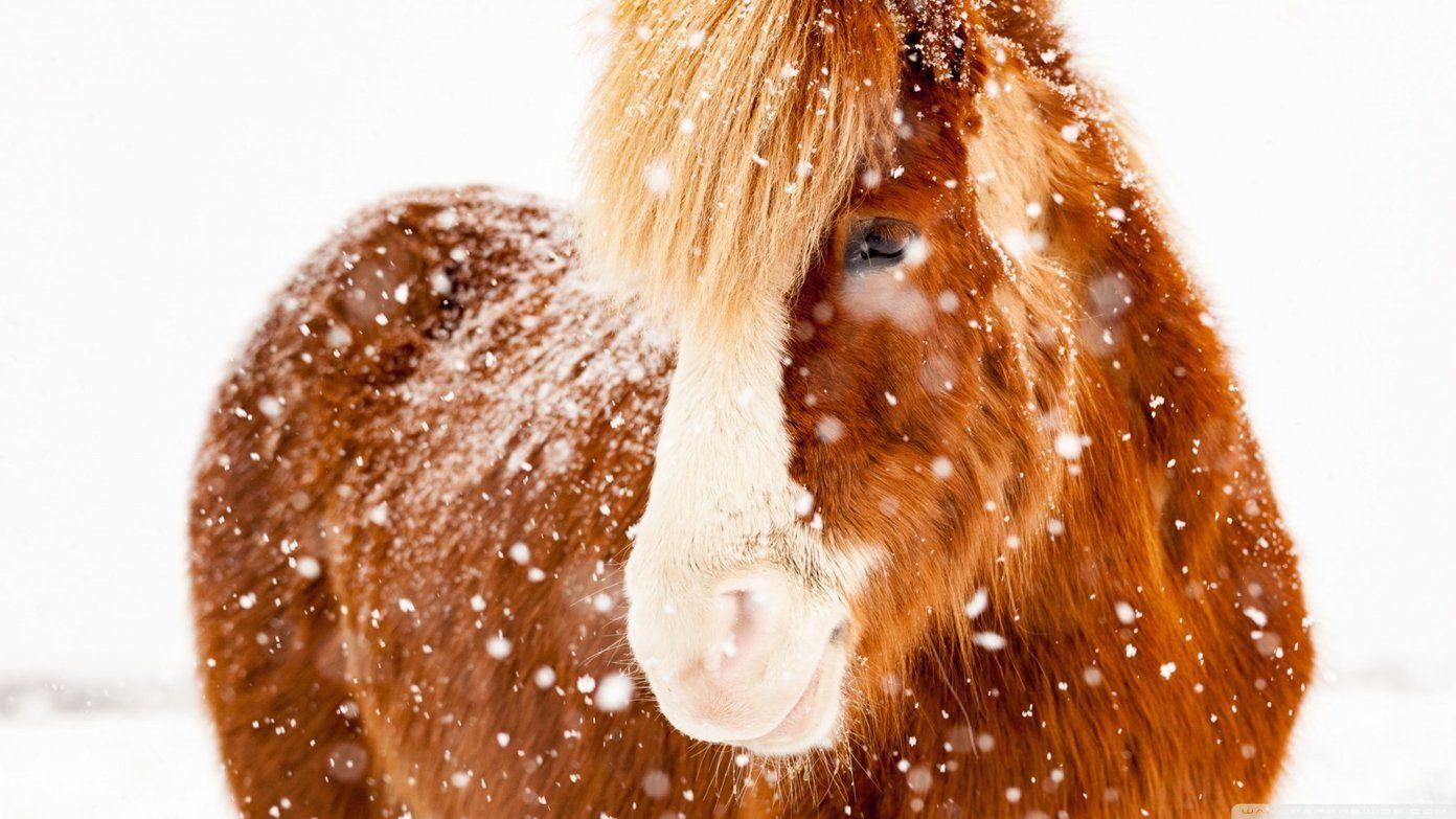 1392x783 HD Wallpaper of Cute Animals to Lighten Your Day