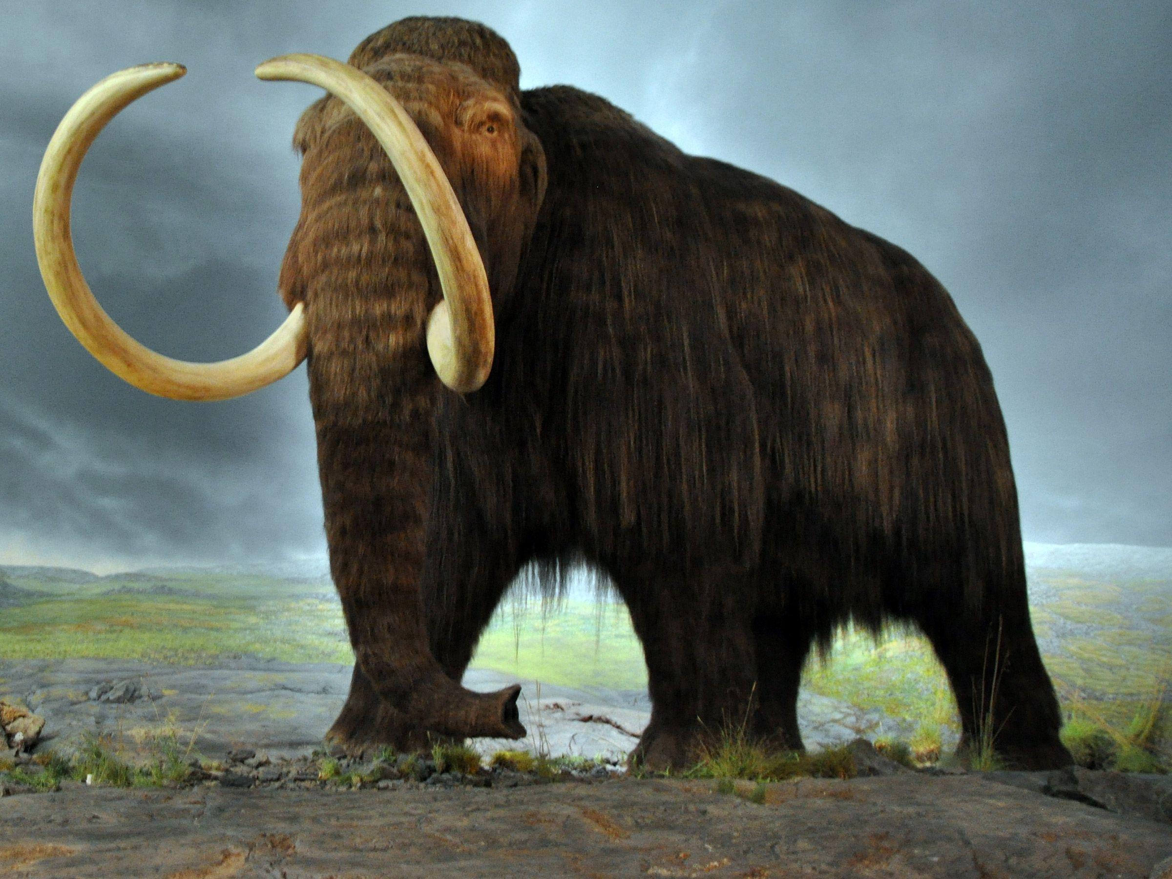 2400x1800 Mammoth wallpaper, Animal, HQ Mammoth pictureK Wallpaper 2019