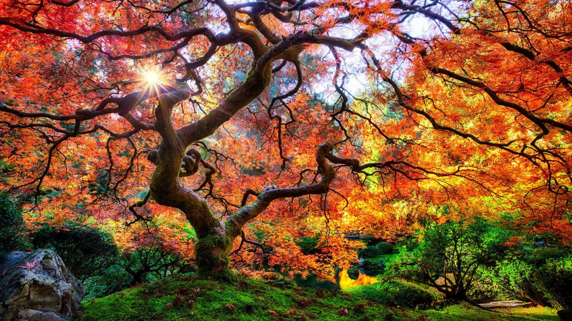 1920x1080 Beautiful Japanese Maple With Red Leaves, At The Foot Of Portland