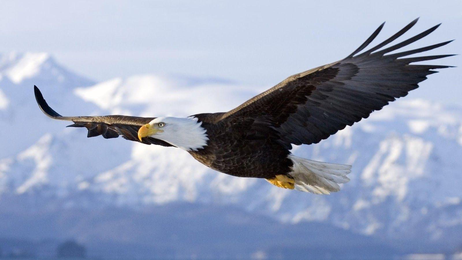 4K Eagle Wallpapers - Top Free 4K Eagle Backgrounds - WallpaperAccess