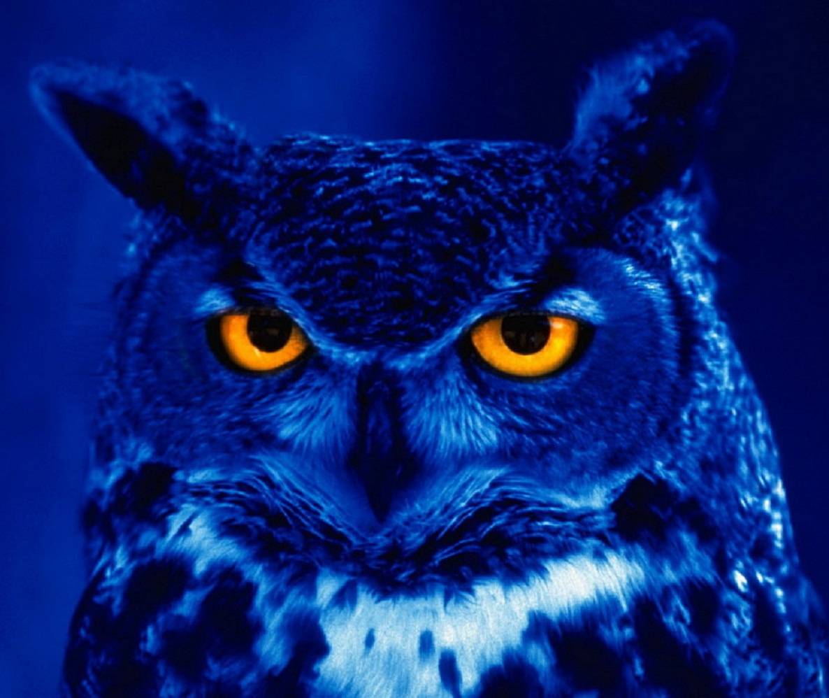 Neon Owl Wallpapers Top Free Neon Owl Backgrounds WallpaperAccess