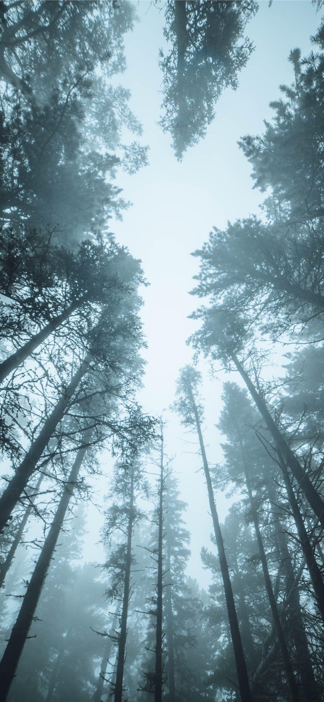 1125x2436 Best woodland iPhone X Wallpaper HD