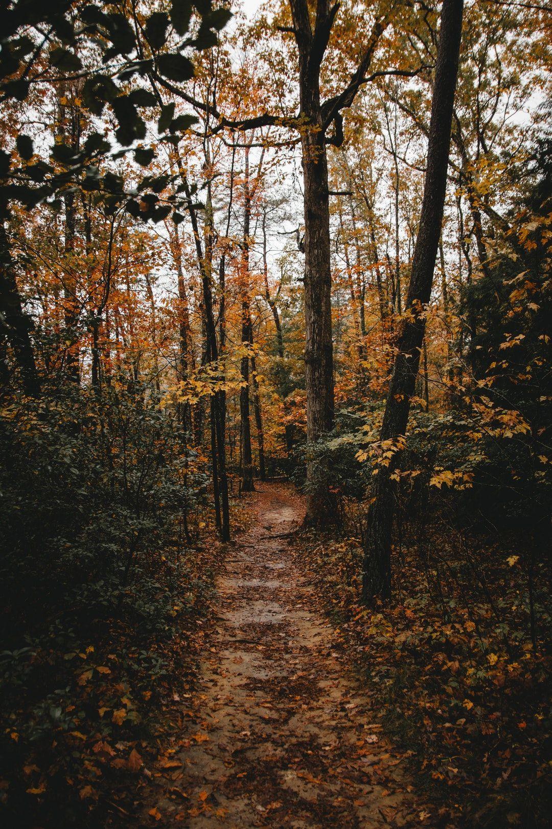 1080x1620 Tree, woodland, forest and path HD photo by Will Swann. Fall picture, Fall wallpaper, Autumn magic