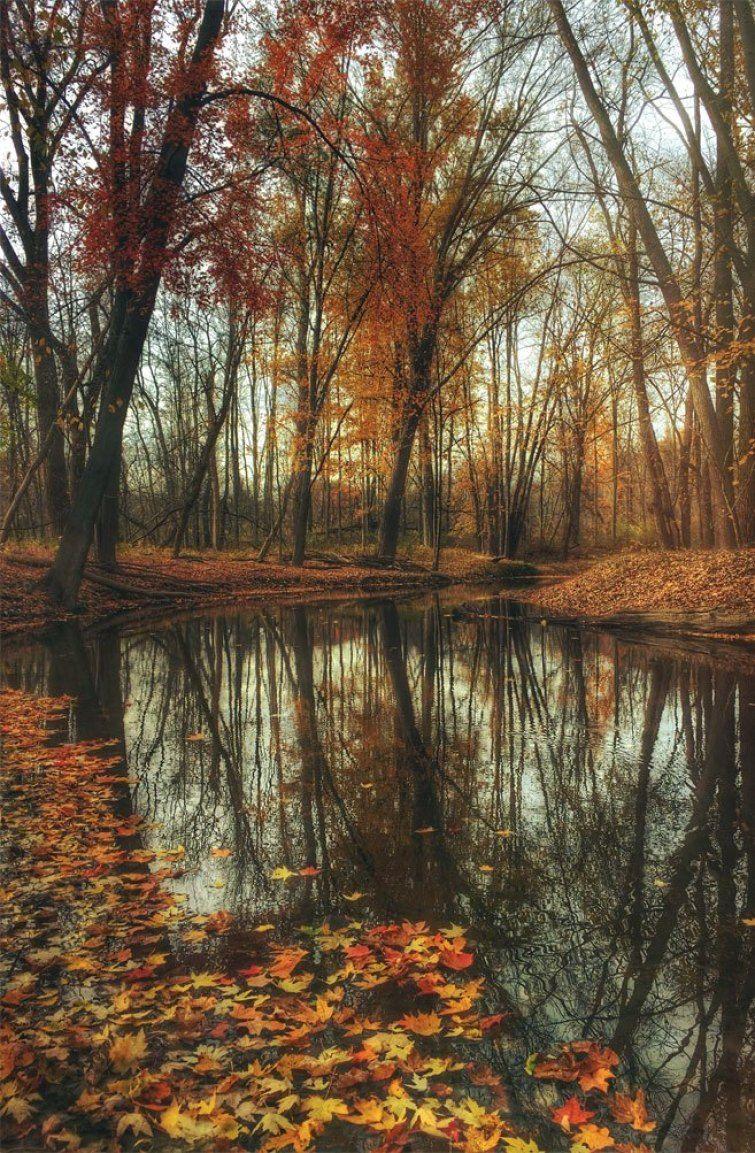 755x1153 Beautiful autumn in woodland Wallpaper