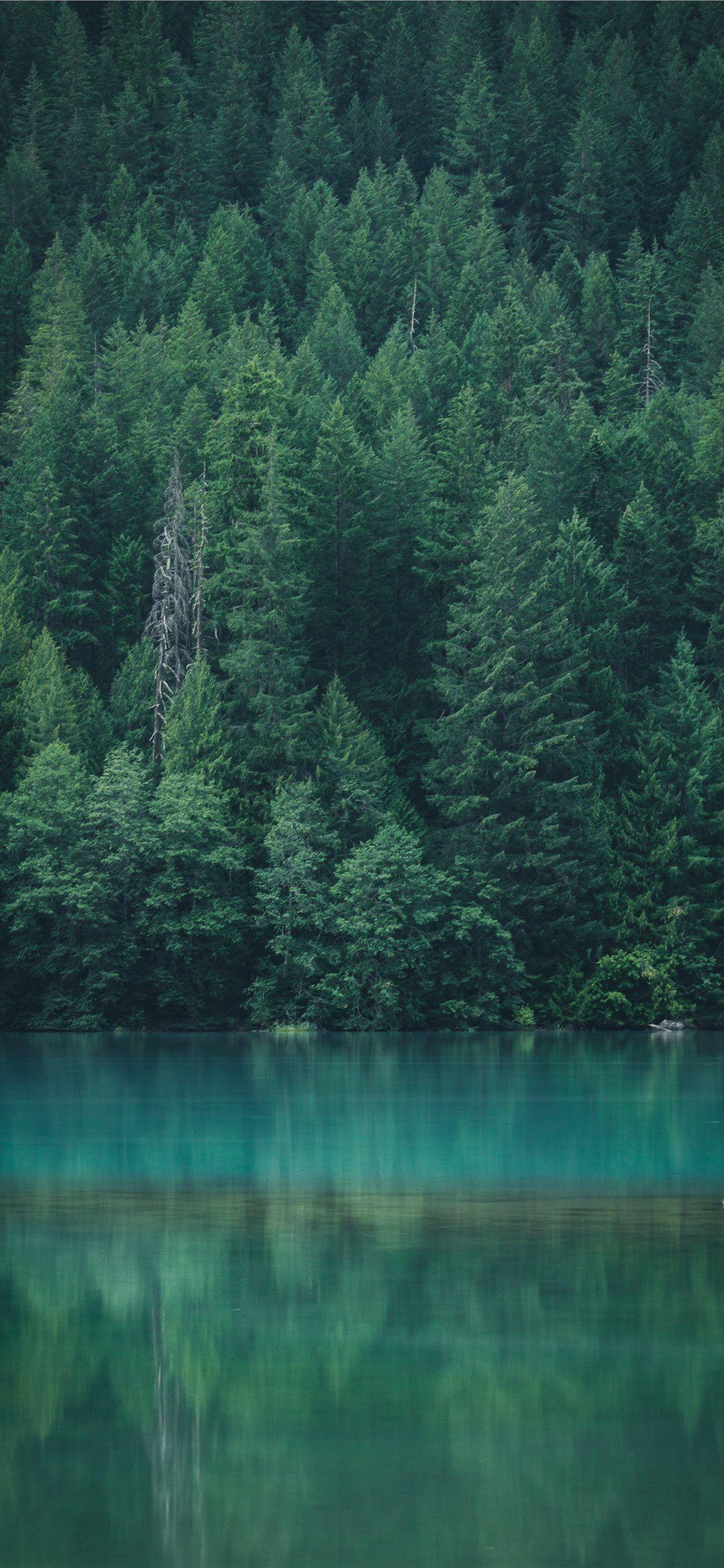 1125x2436 Best woodland iPhone X Wallpaper HD