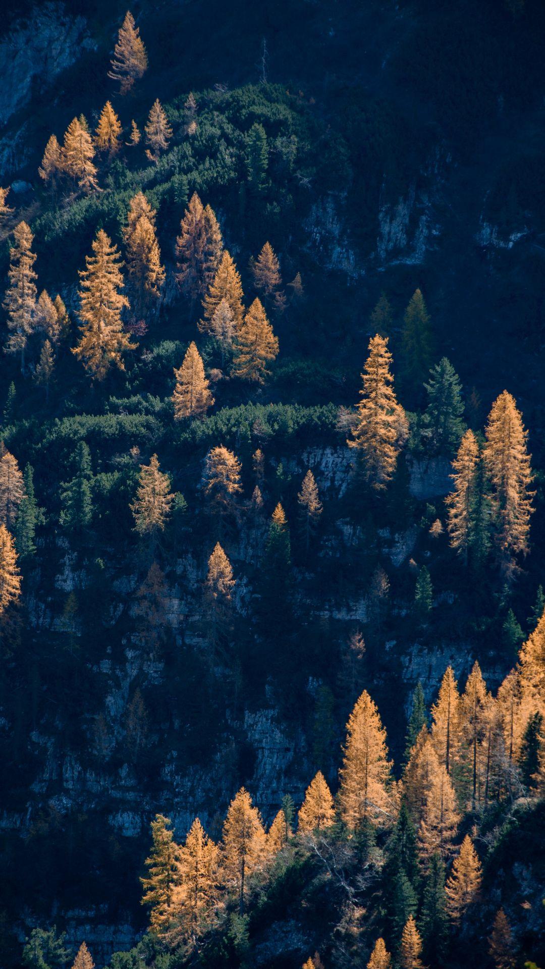 1080x1920 Tree, Forest, Woodland iPhone Wallpaper