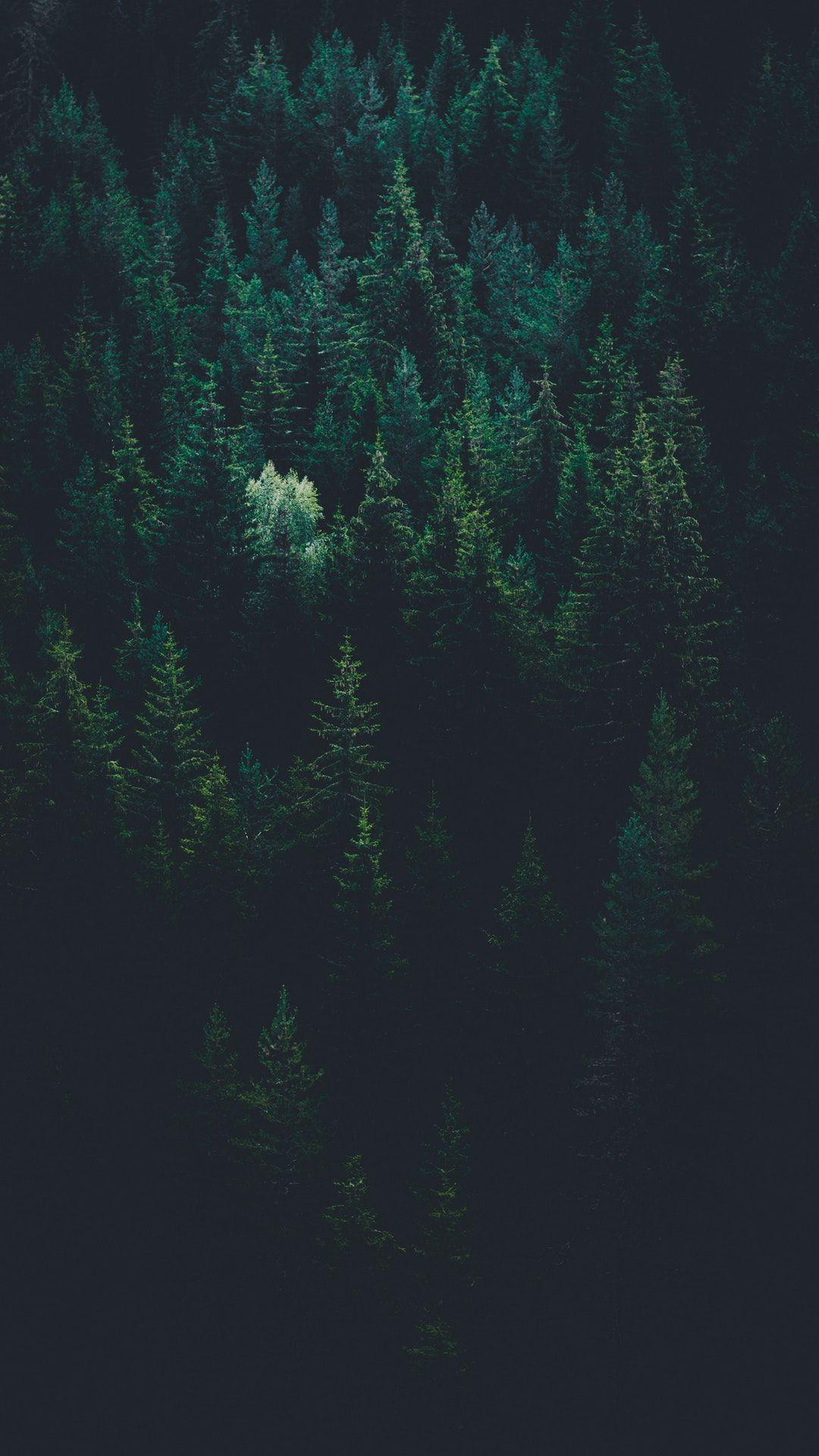1080x1920 Download this free HD photo of aerial view, tree, woodland and forest by Evgeni Evgeniev. Forest wallpaper iphone, iPhone wallpaper night, Forest wallpaper