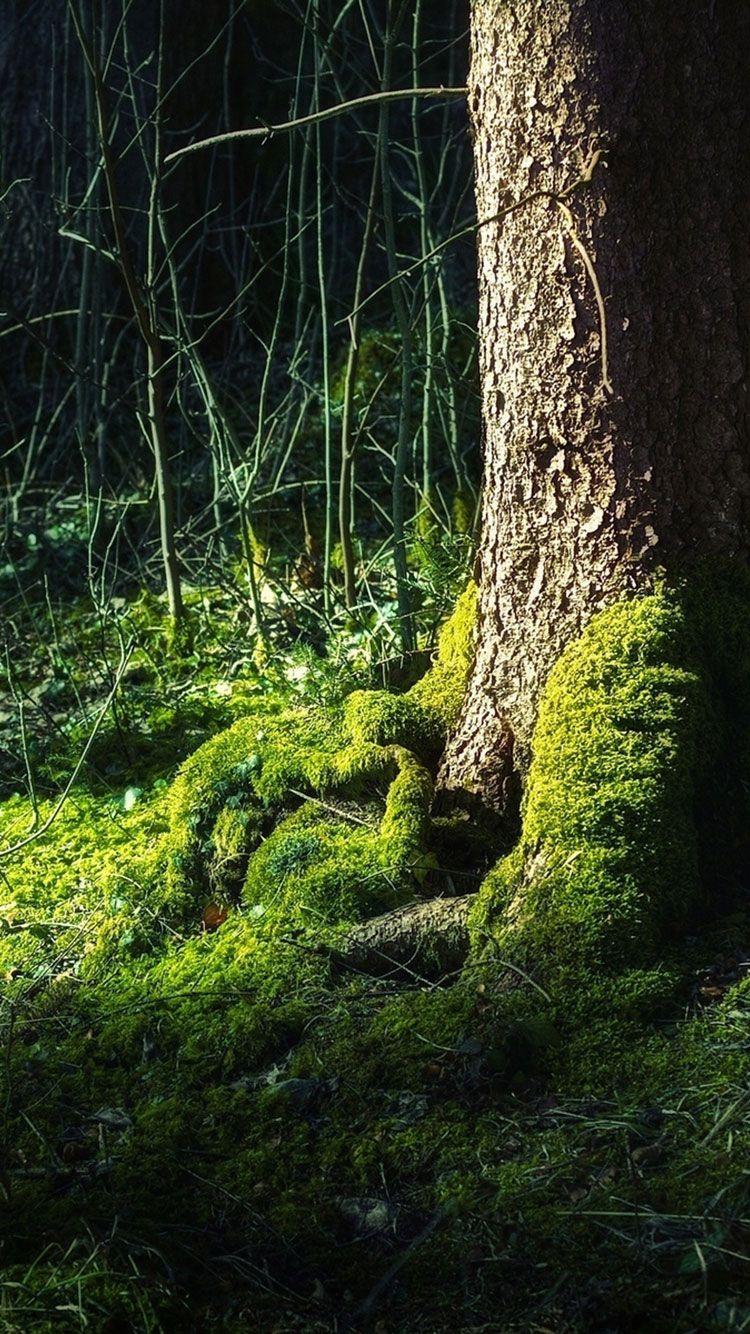 750x1334 Spring iPhone Wallpaper