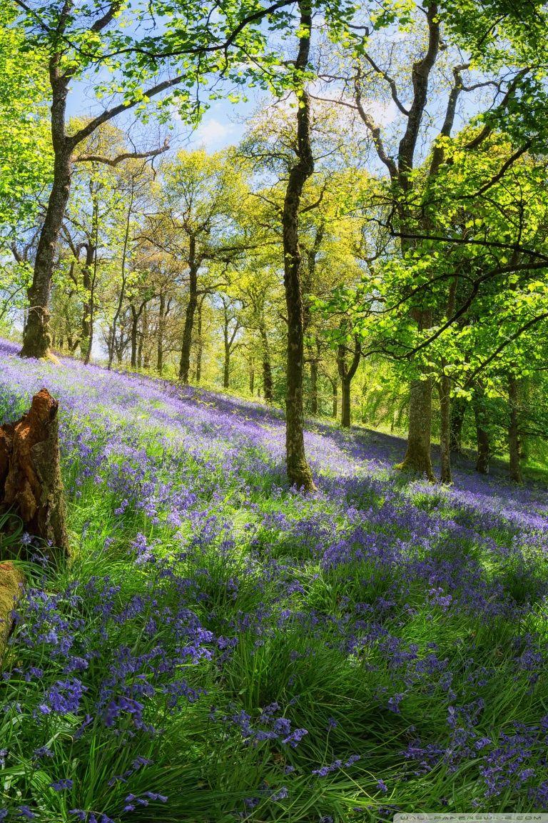 768x1152 Woodland Spring Flowers Ultra HD Desktop Background Wallpaper for 4K UHD TV : Widescreen & UltraWide Desktop & Laptop : Multi Display, Dual & Triple Monitor : Tablet
