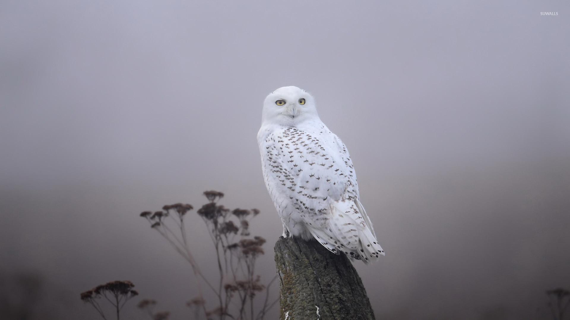 1920x1080 White Owl 3D Wallpaper Quality HD Wallpaper Nature