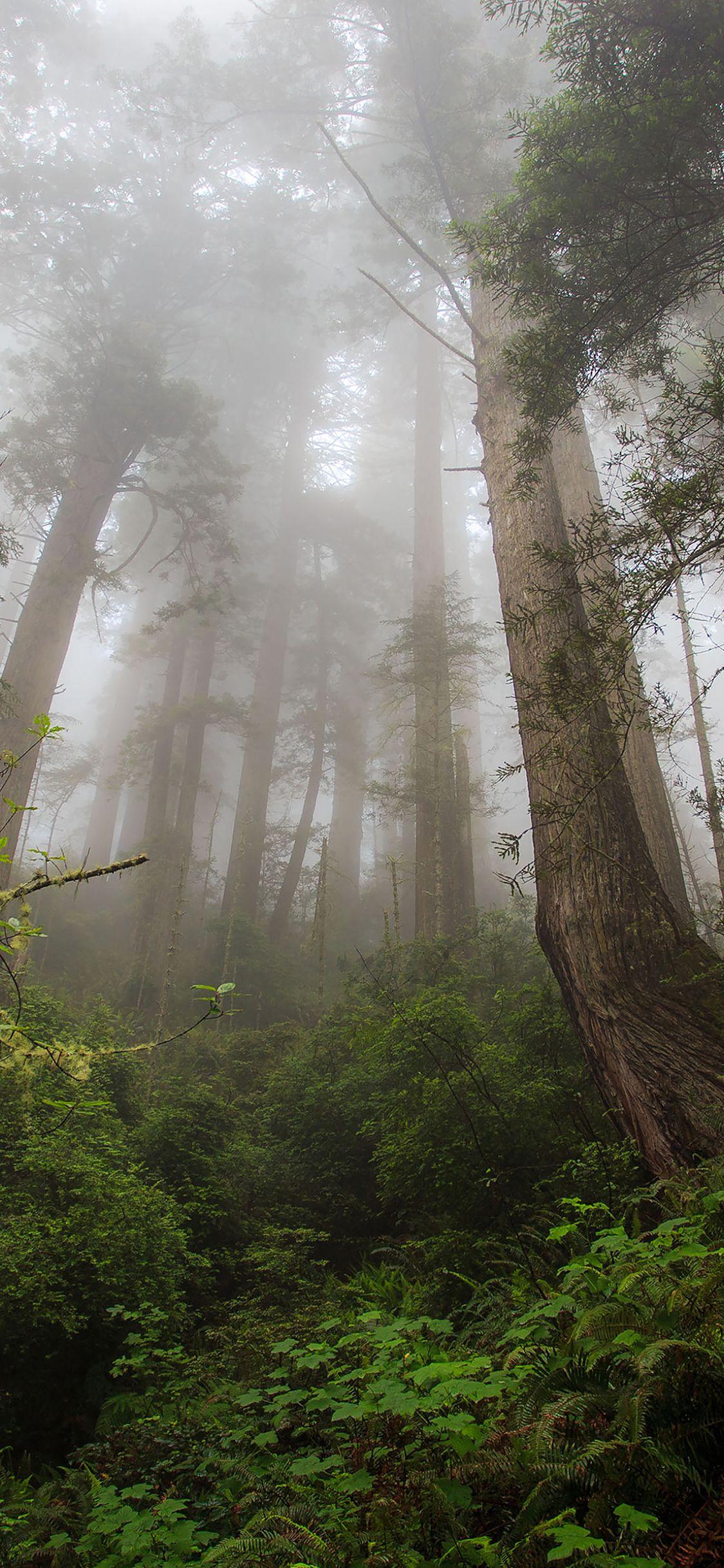 1125x2436 iPhone wallpaper. wallpaper trails wood mountain