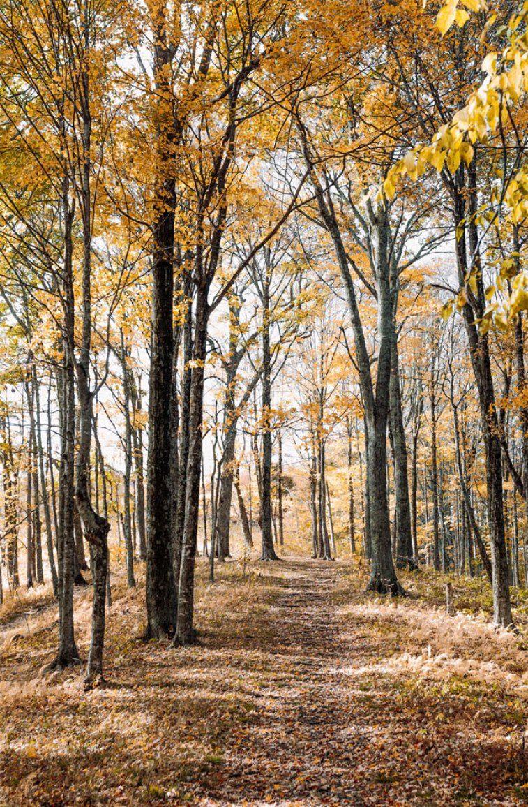 757x1156 Beautiful autumn leaves walking path in the woodland Wallpaper