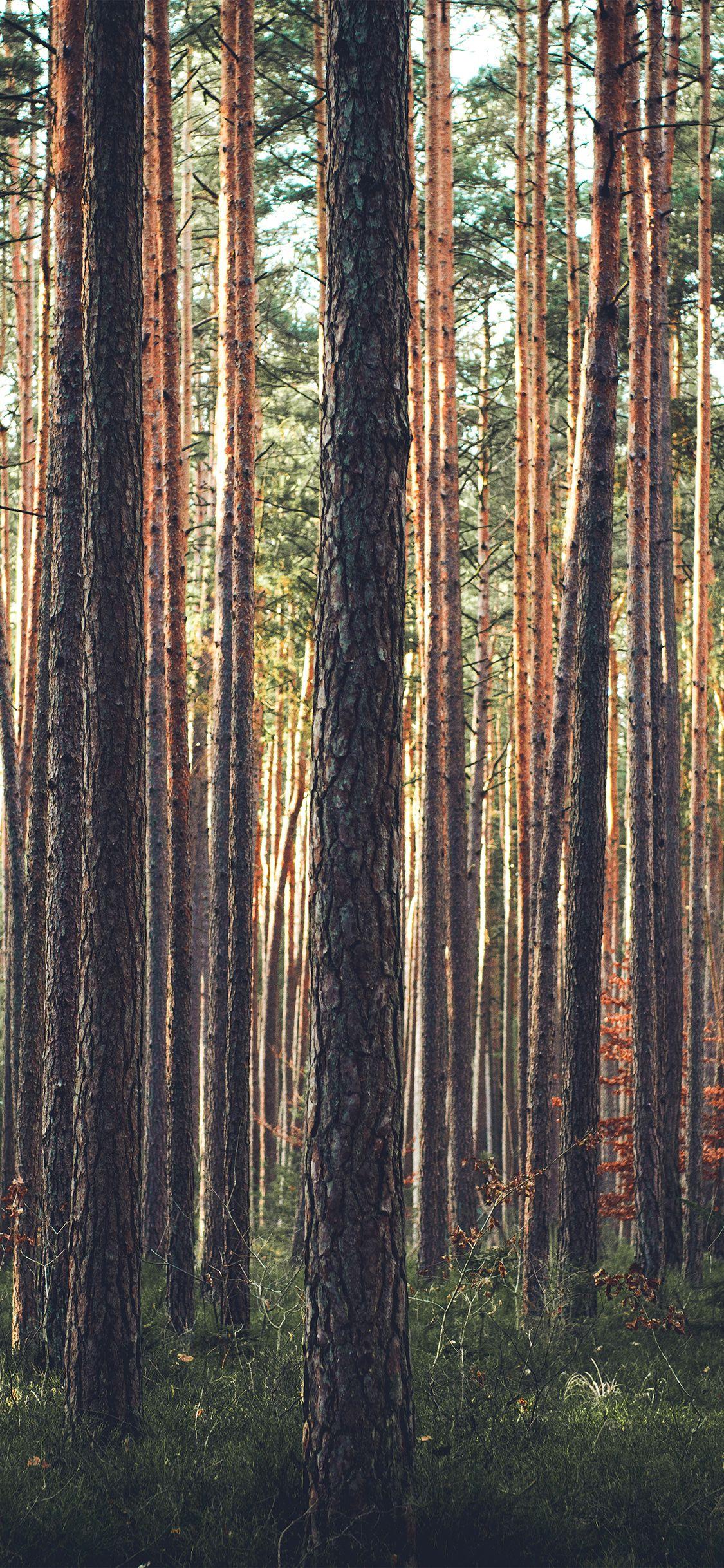 1125x2436 iPhone X wallpaper. wood tree mountain summer nature green