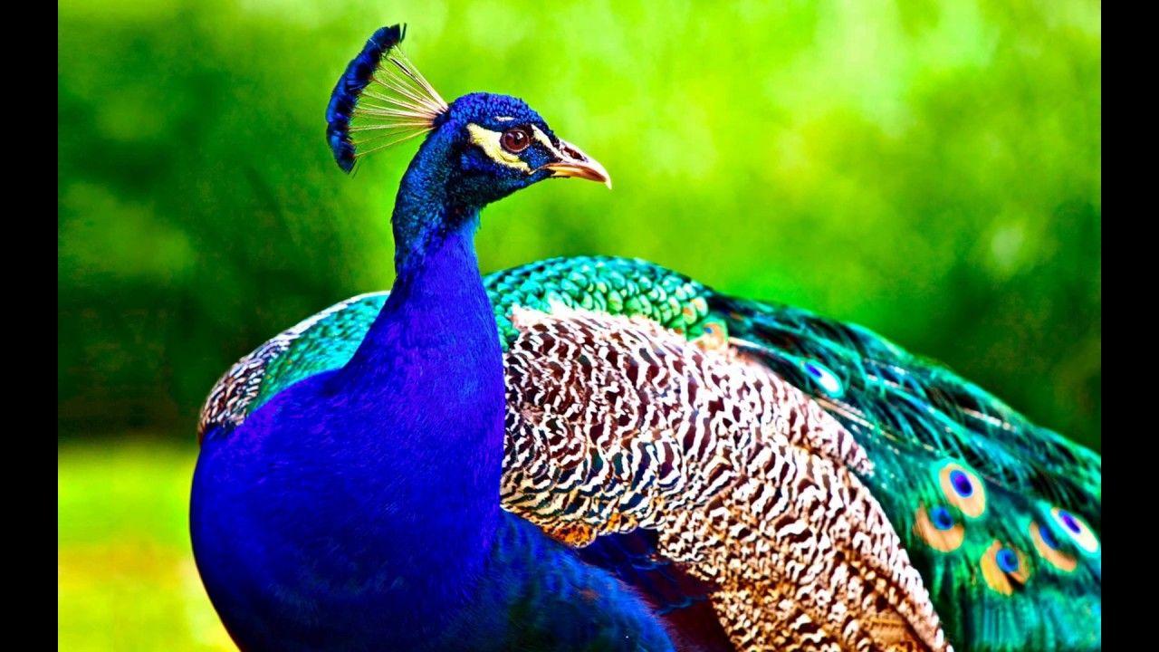 1280x720 Beautiful Wallpaper Collection