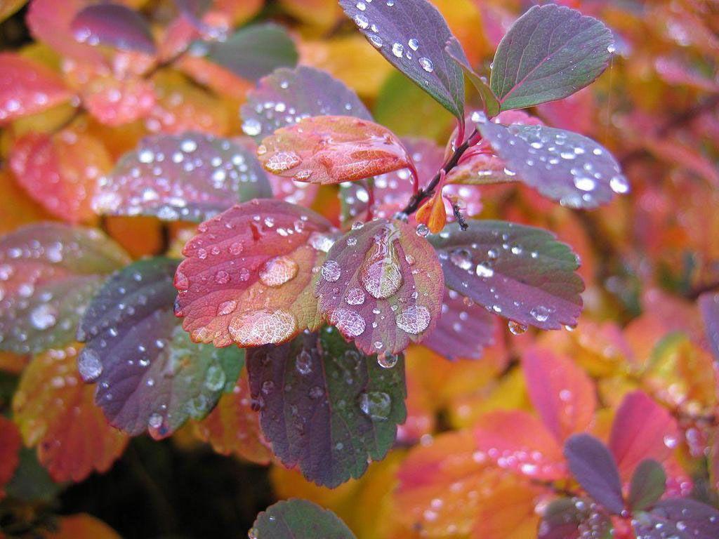 1024x768 beautiful pics for wallpaper