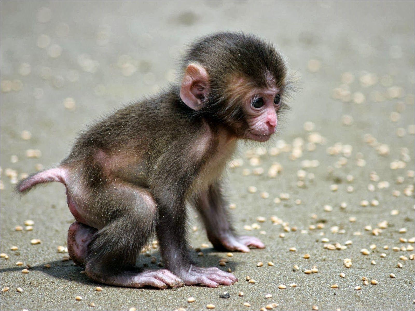 1600x1200 Little Monkey wallpaperx1200