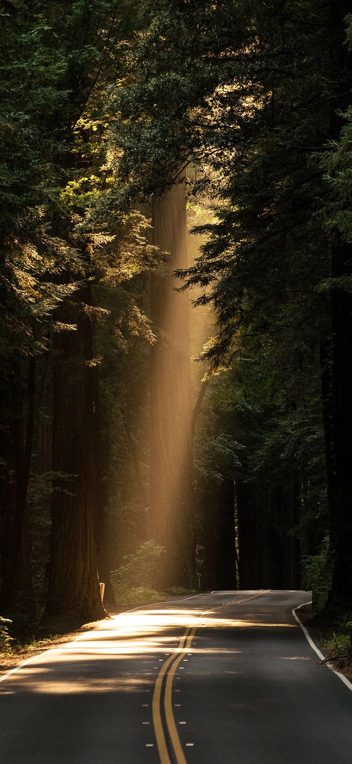 1125x2436 iPhone wallpaper. light road wood forest way nature green