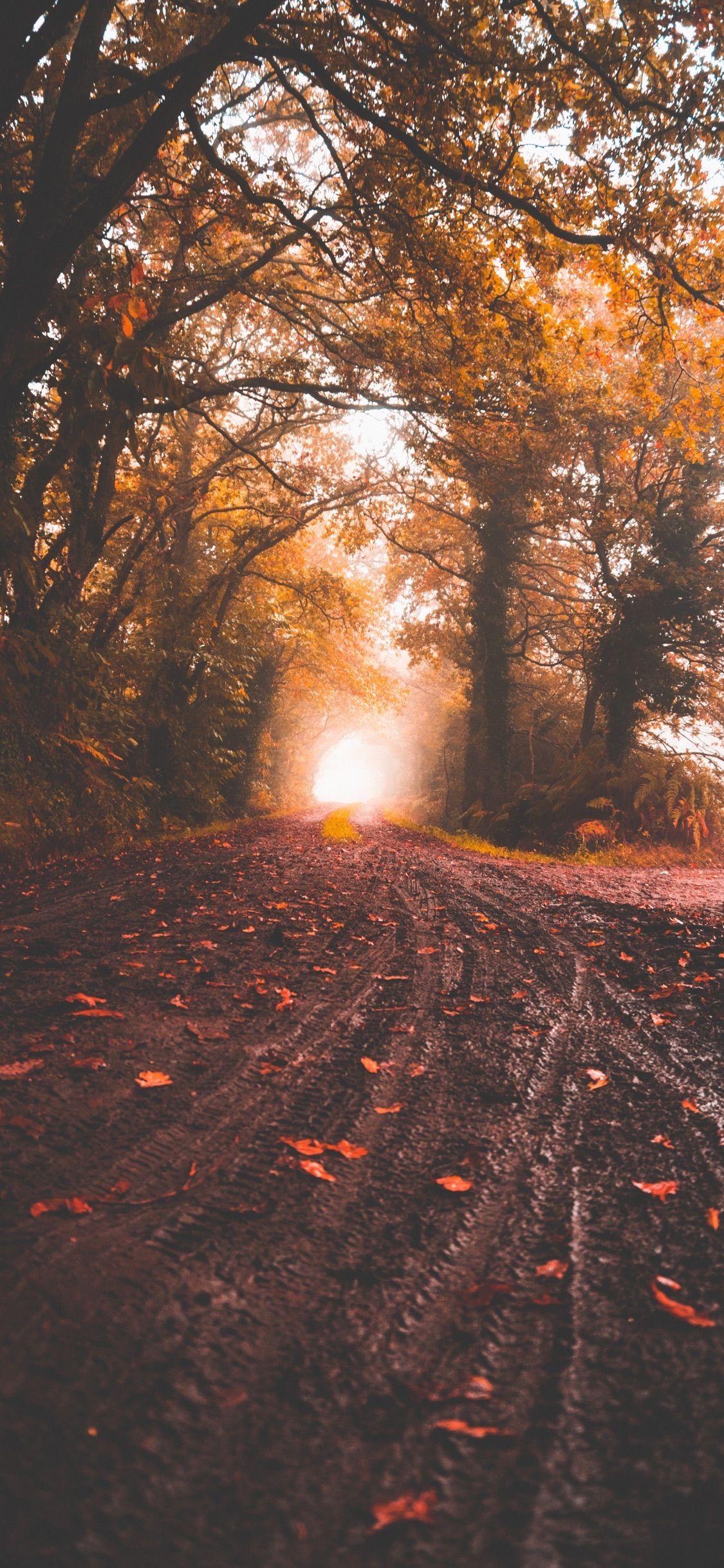 1125x2436 Wallpaper Weekends: Autumn Foliage iPhone Wallpaper