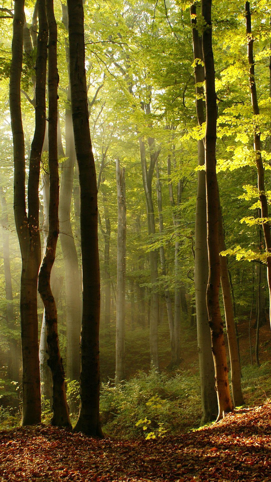 1080x1920 Wallpaper old growth forest, woodland, Fall Tree, landscape, nature. Autumn trees, Landscape wallpaper, Landscape