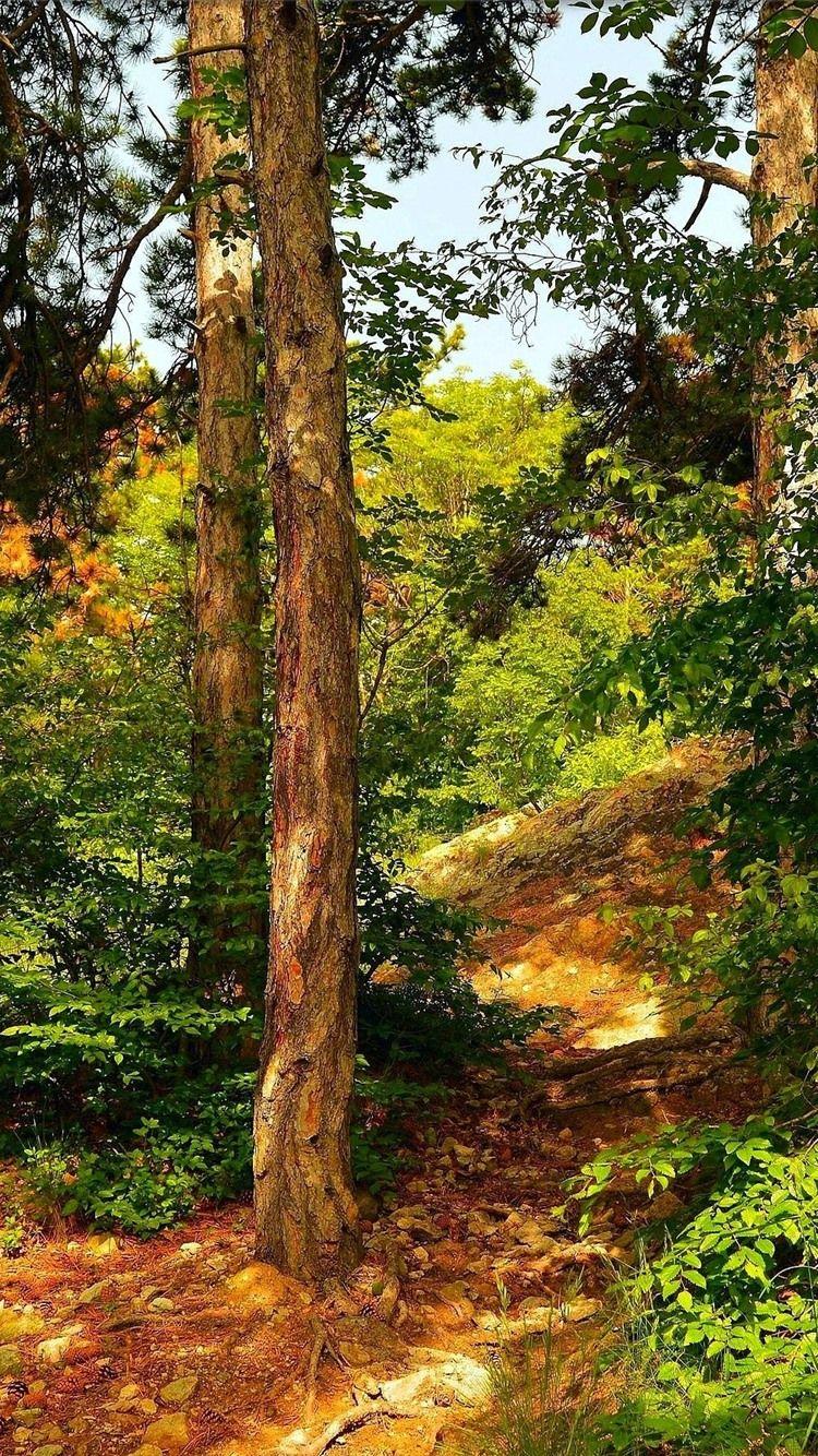 750x1334 Forest, Trees, Sunshine 750x1334 IPhone 8 7 6 6S Wallpaper, Background, Picture, Image