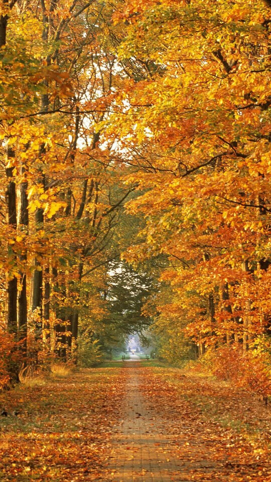 1080x1920 HD IPhone Wallpaper 1080p