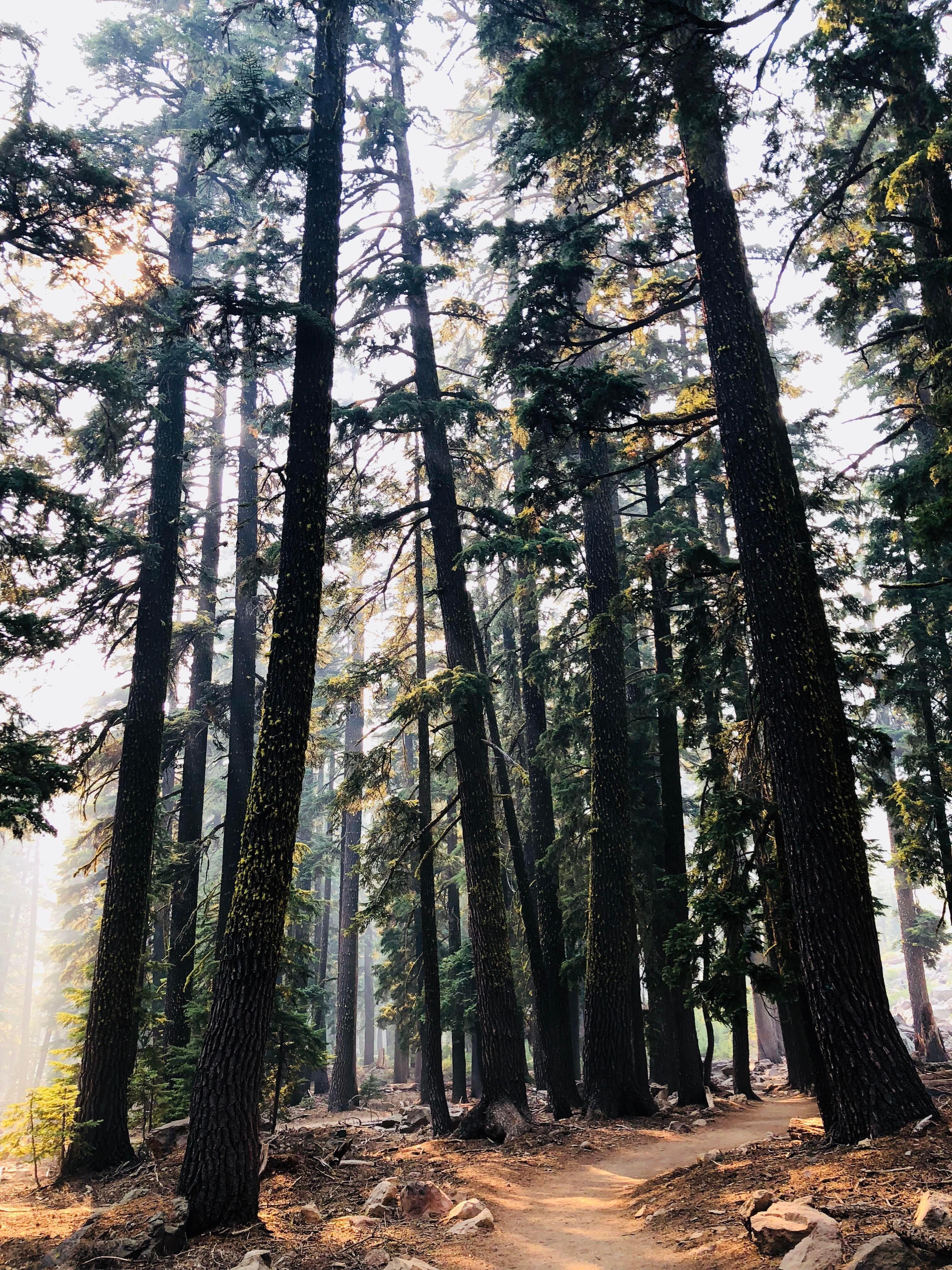 3024x4032 Took this pic in the redwoods with the iPhone X. iPhone X Wallpaper X Wallpaper HD