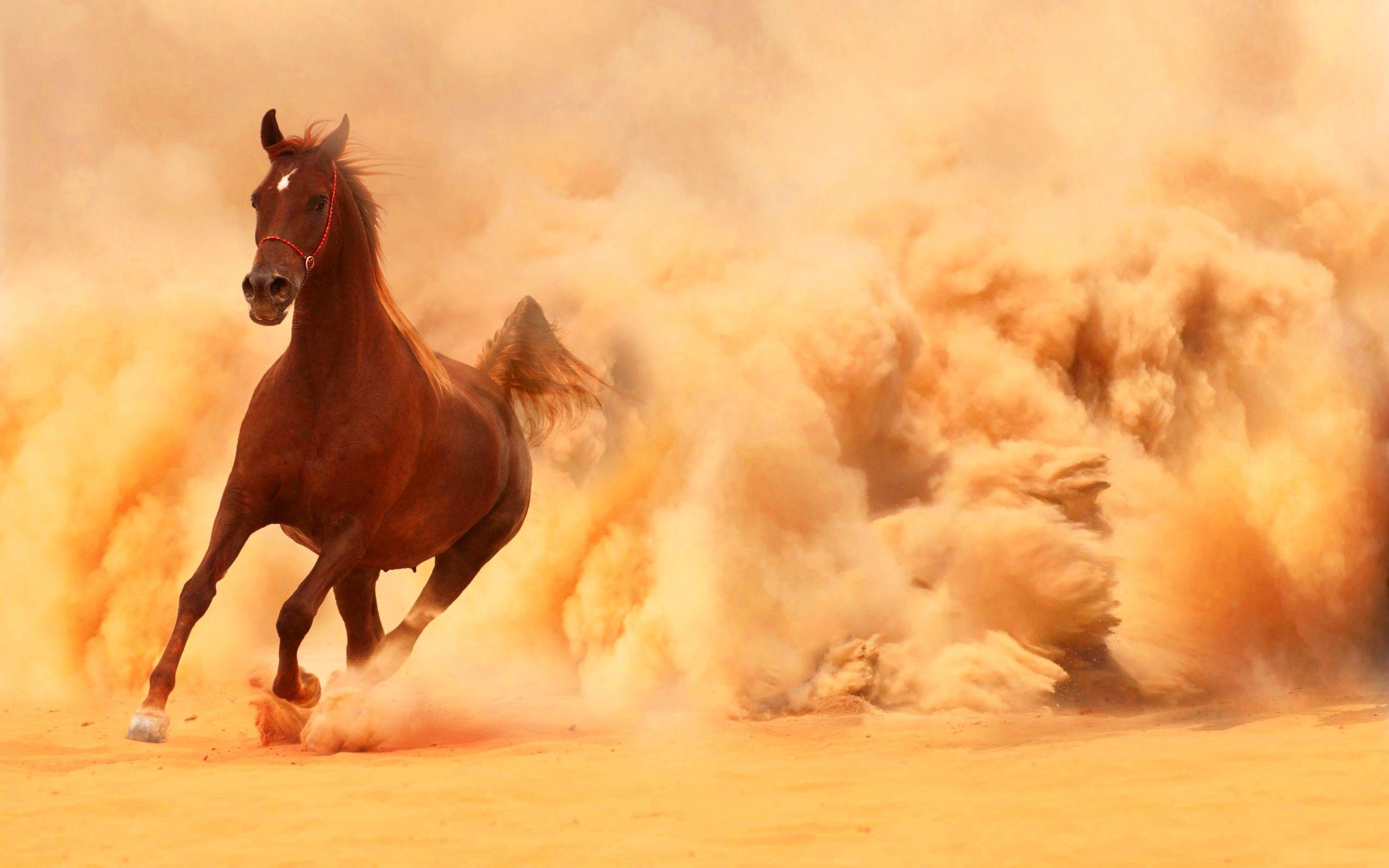 2560x1600 Arabian Horse Running Out Of The Desert Storm wallpaper