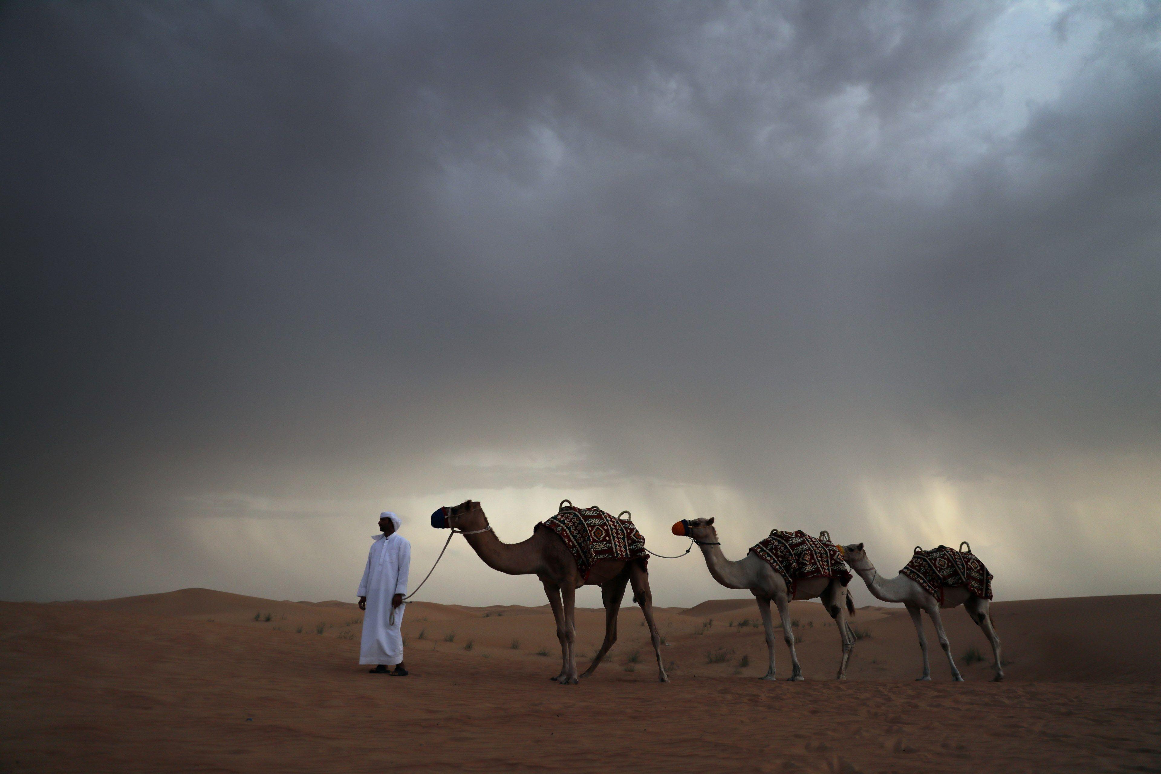 3840x2560 Wallpaper / desert storm stormcloud and camel HD 4k wallpaper