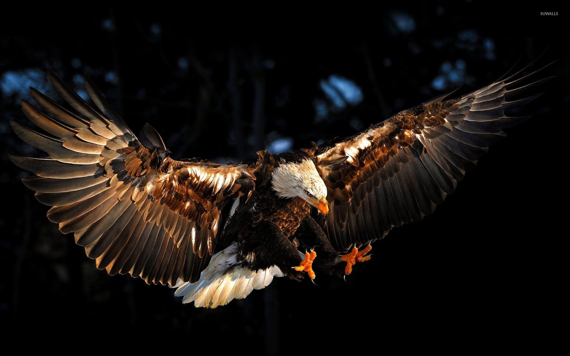 1920x1200 Bald eagle with wings spread wallpaper wallpaper
