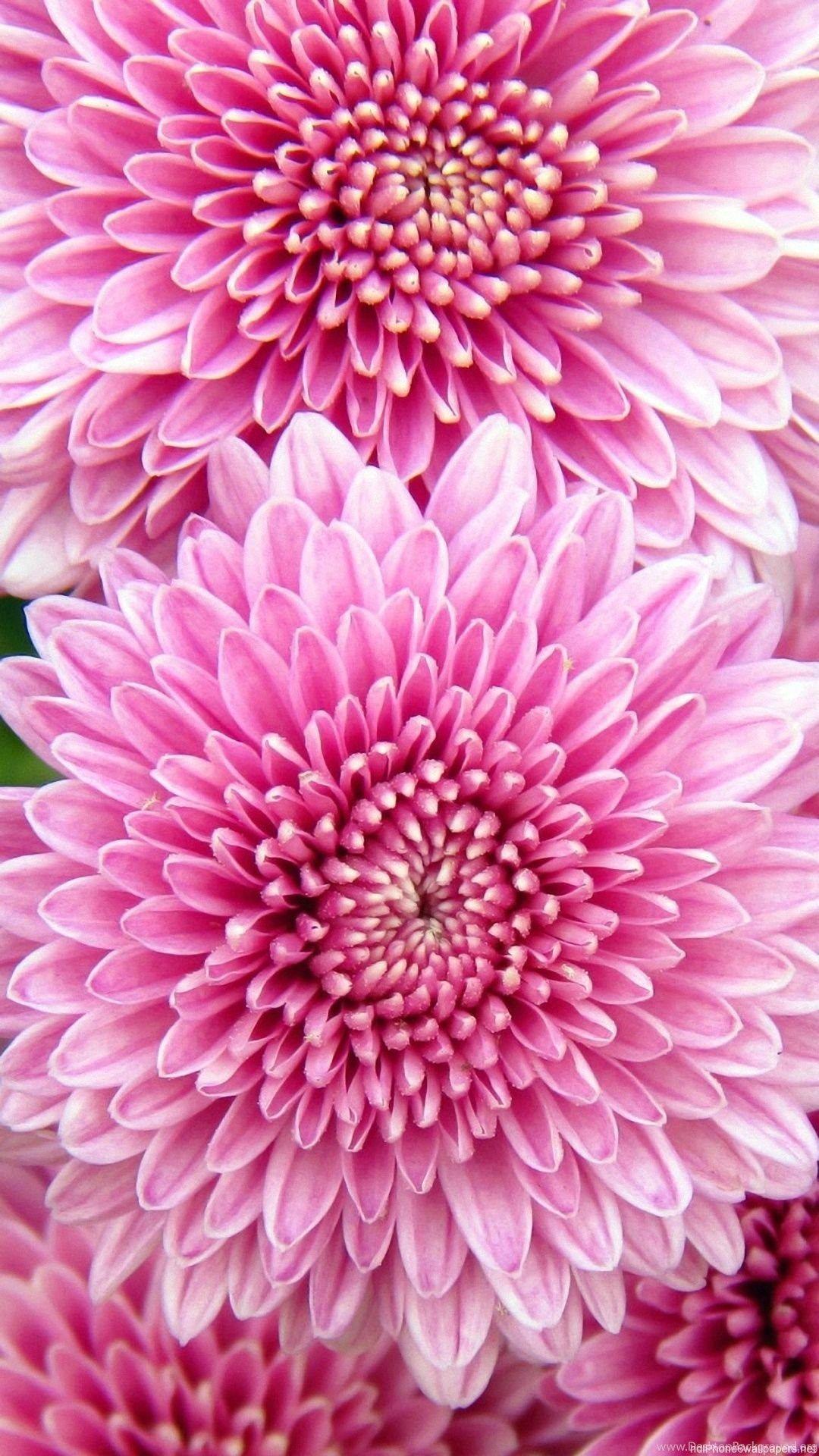 1080x1920 Beautiful Pretty Flowers iPhone 6 Wallpaper HD And 1080P 6 Plus. Desktop Background